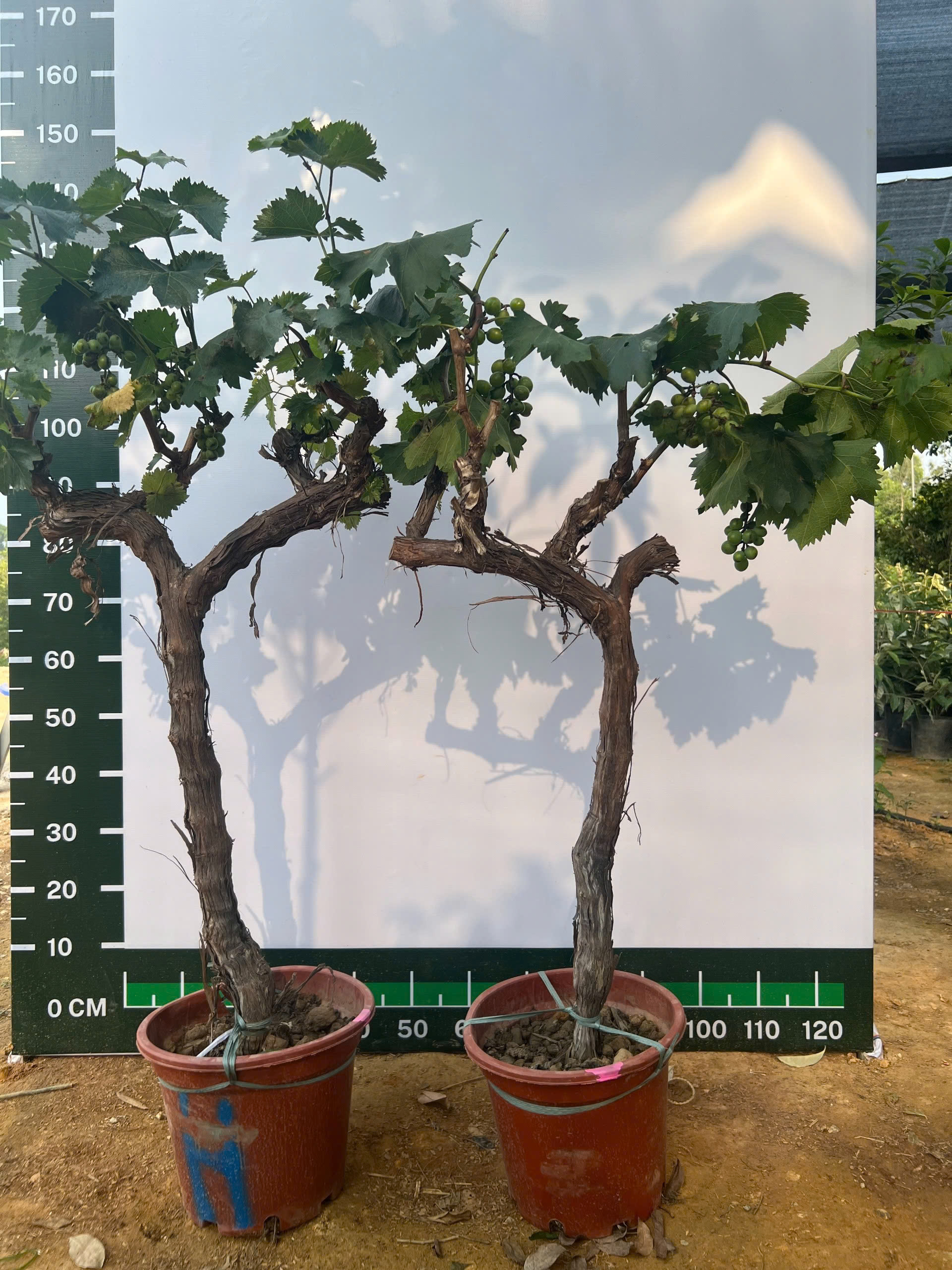Nho xanh cao 1.3-1.5m PT169 CALATA_thumbnail_5