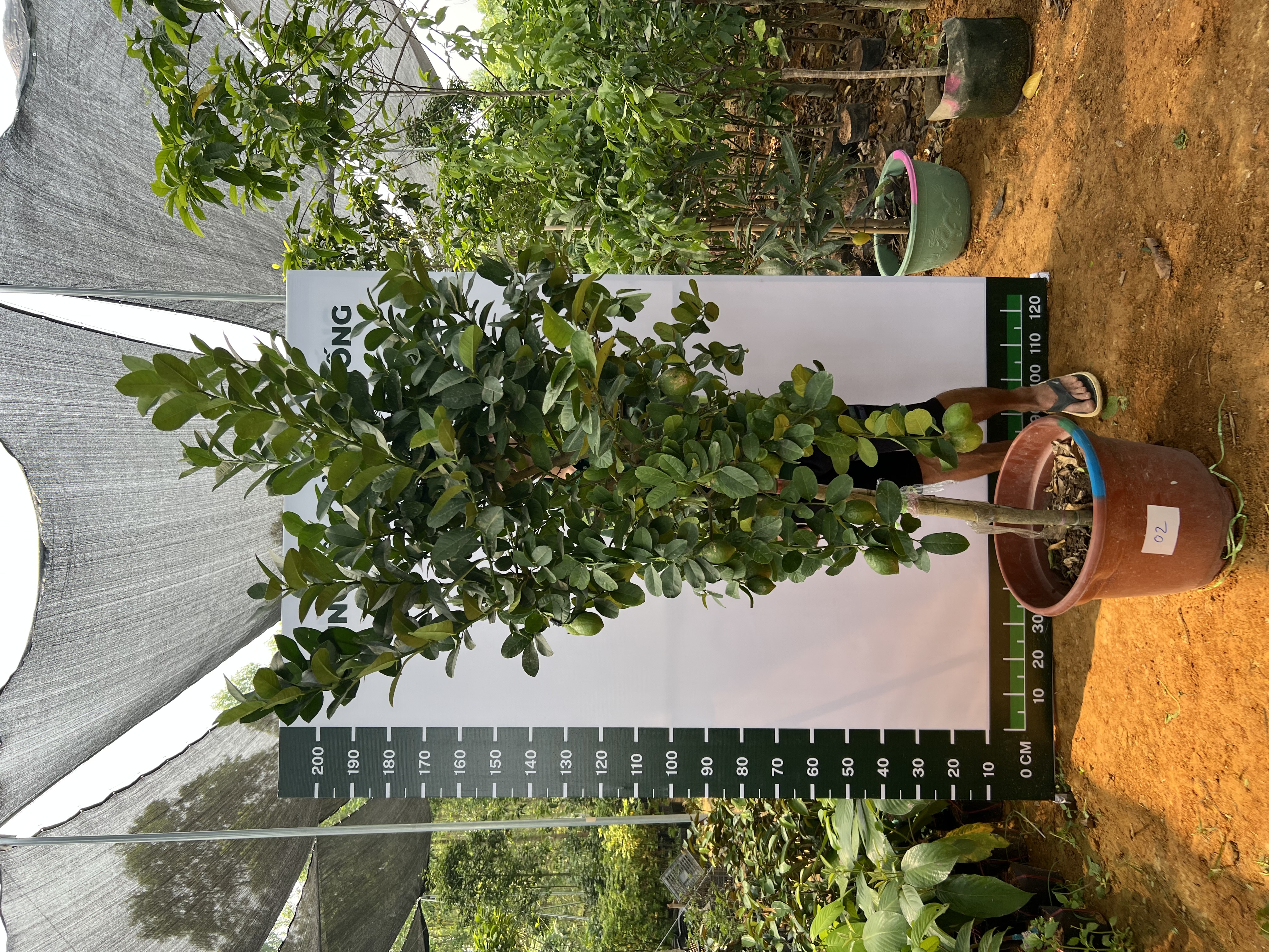 Chanh vàng mỹ cao 2-2.5m PT166 CALATA_thumbnail_1