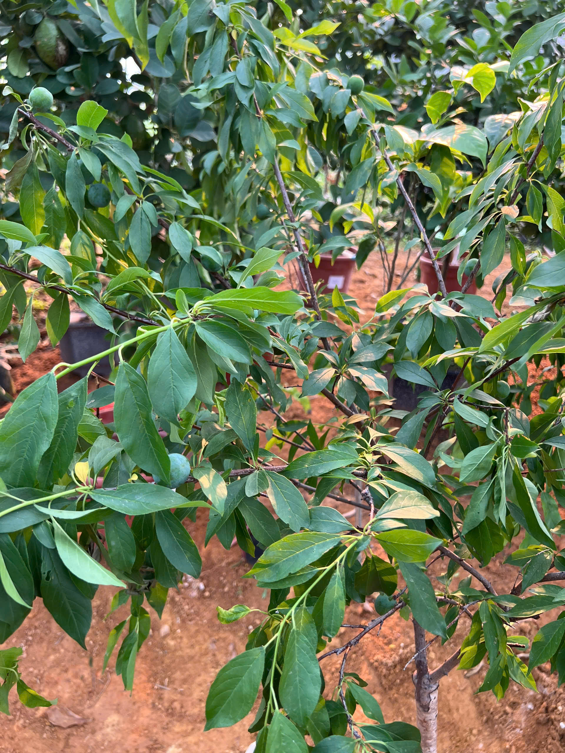 Mận tím quả to cao 1.3-1.5m PT168 CALATA_thumbnail_2