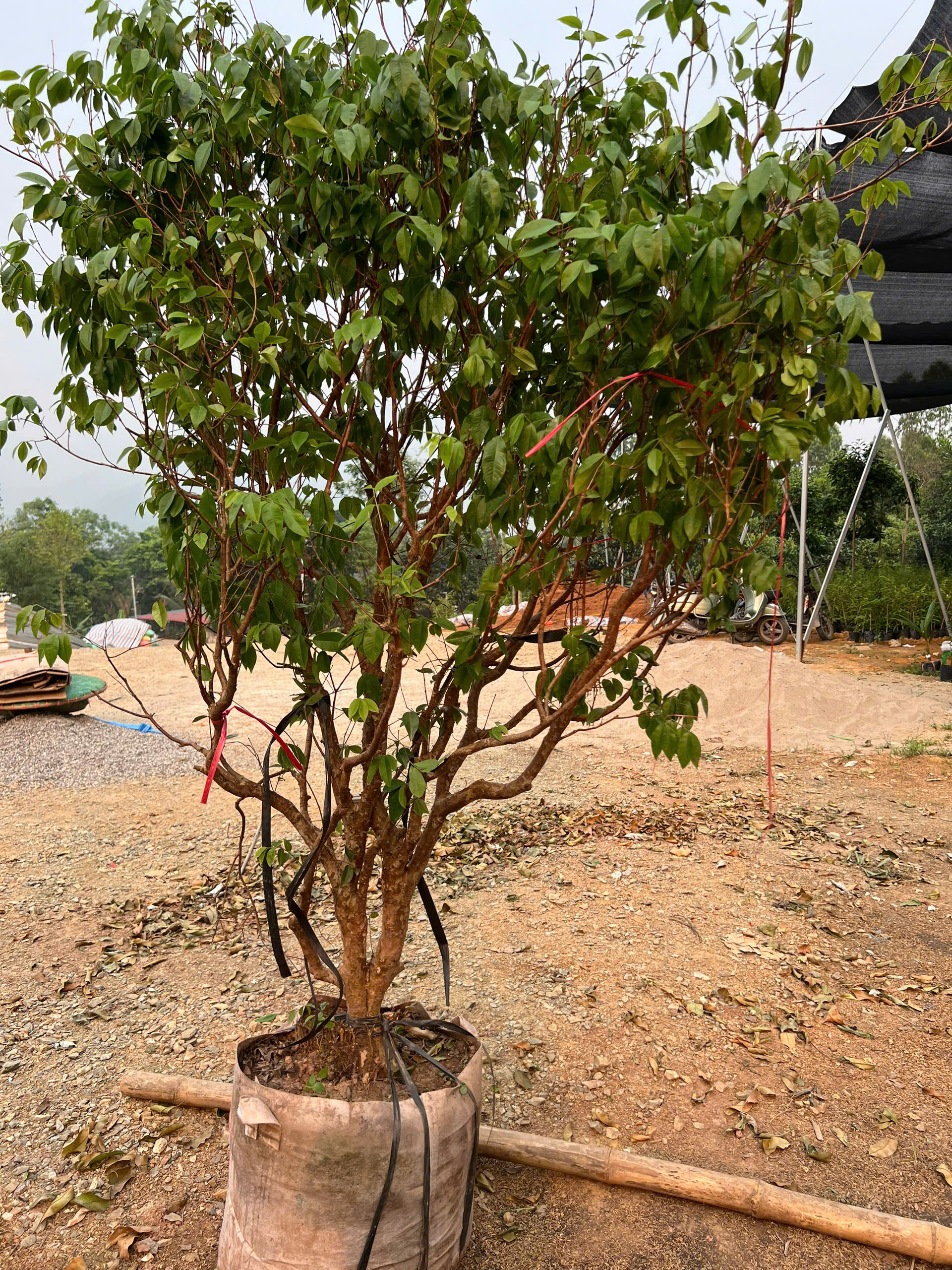 Nho thân gỗ tứ quý cao 2-2.5m PT174 CALATA