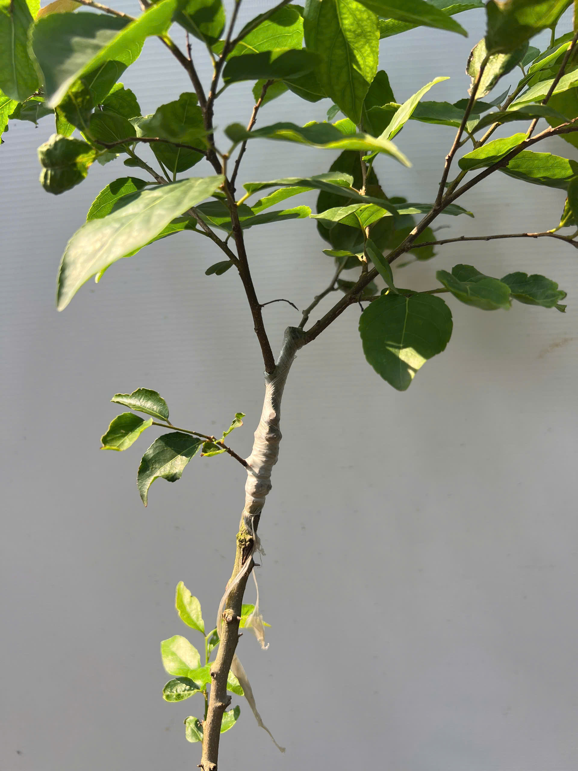 Hồng quân đài loan cây cao 60-80cm HQDL-01 CALATA_thumbnail_2