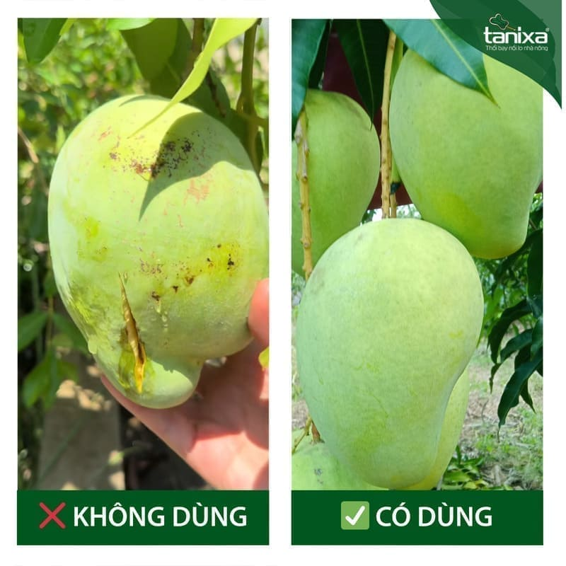 Bộ thúc trái - lên cơm Tanixa (nhỏ)_thumbnail_7