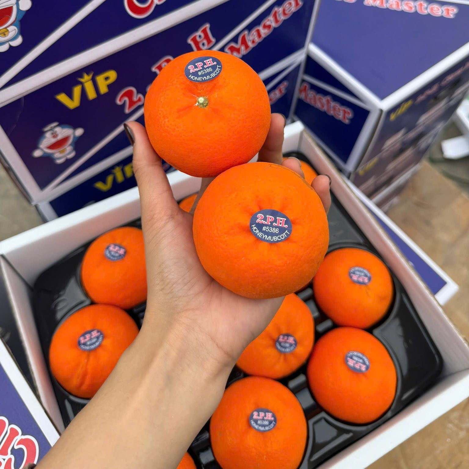 Quýt Citrus_thumbnail_3