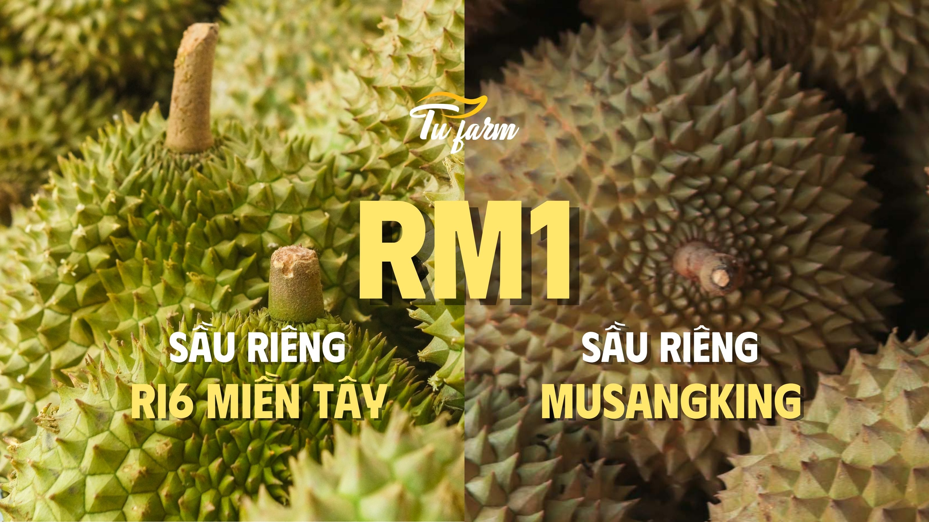 sầu riêng rm1