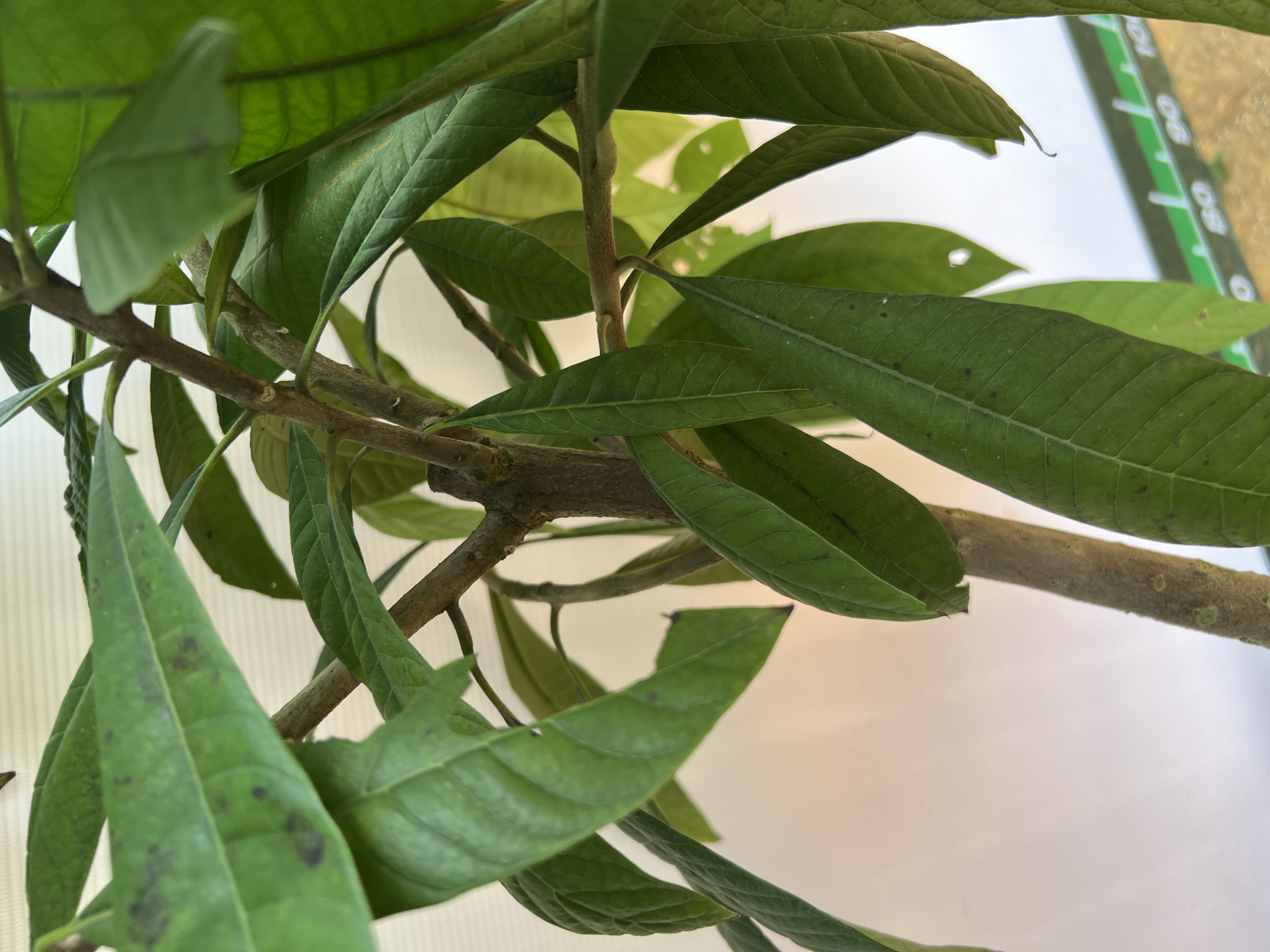 Hồng xiêm ruột đỏ cao 1.2-1.5m PT171 CALATA_thumbnail_4