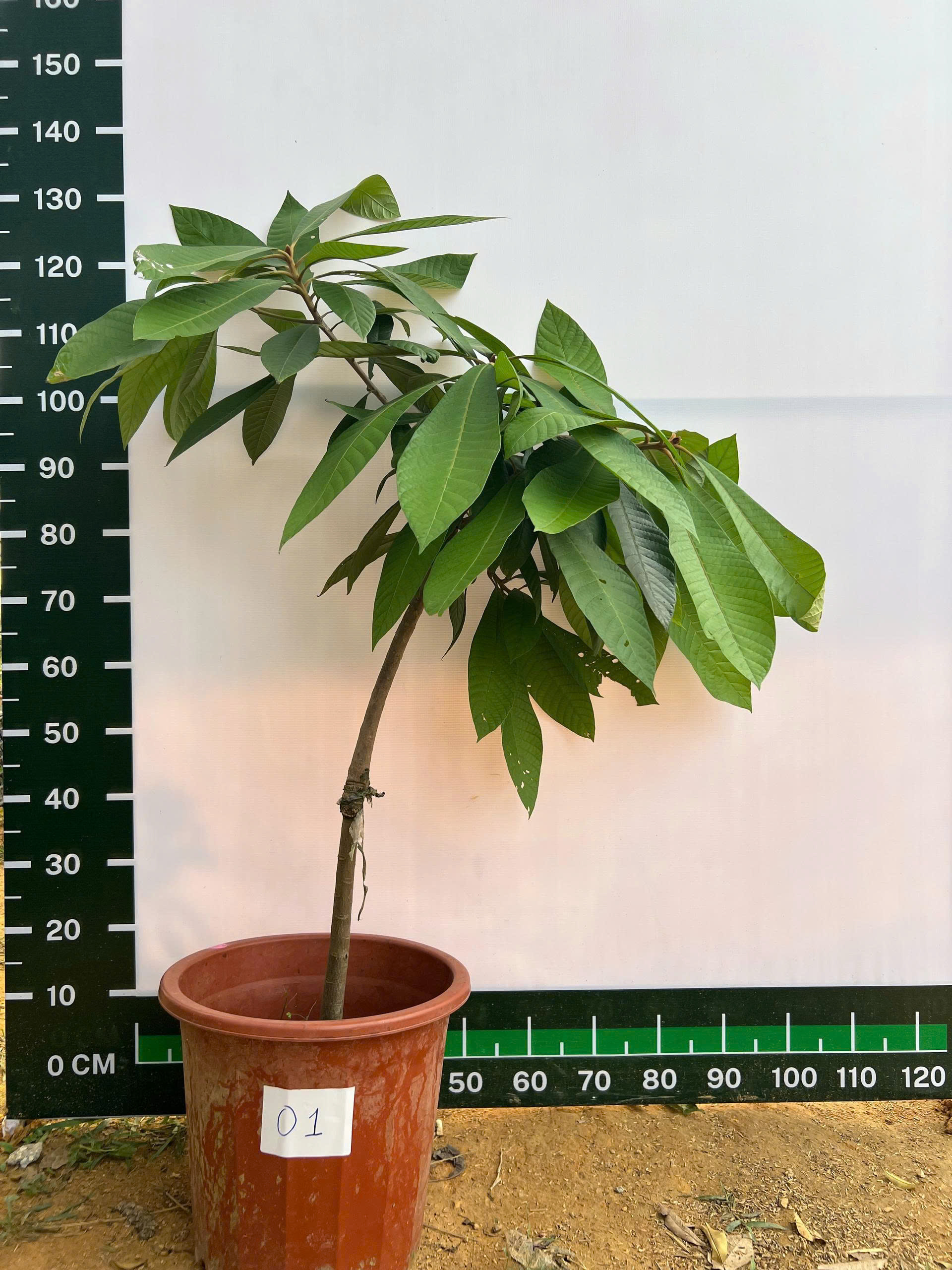 Hồng xiêm ruột đỏ cao 1.2-1.5m PT171 CALATA