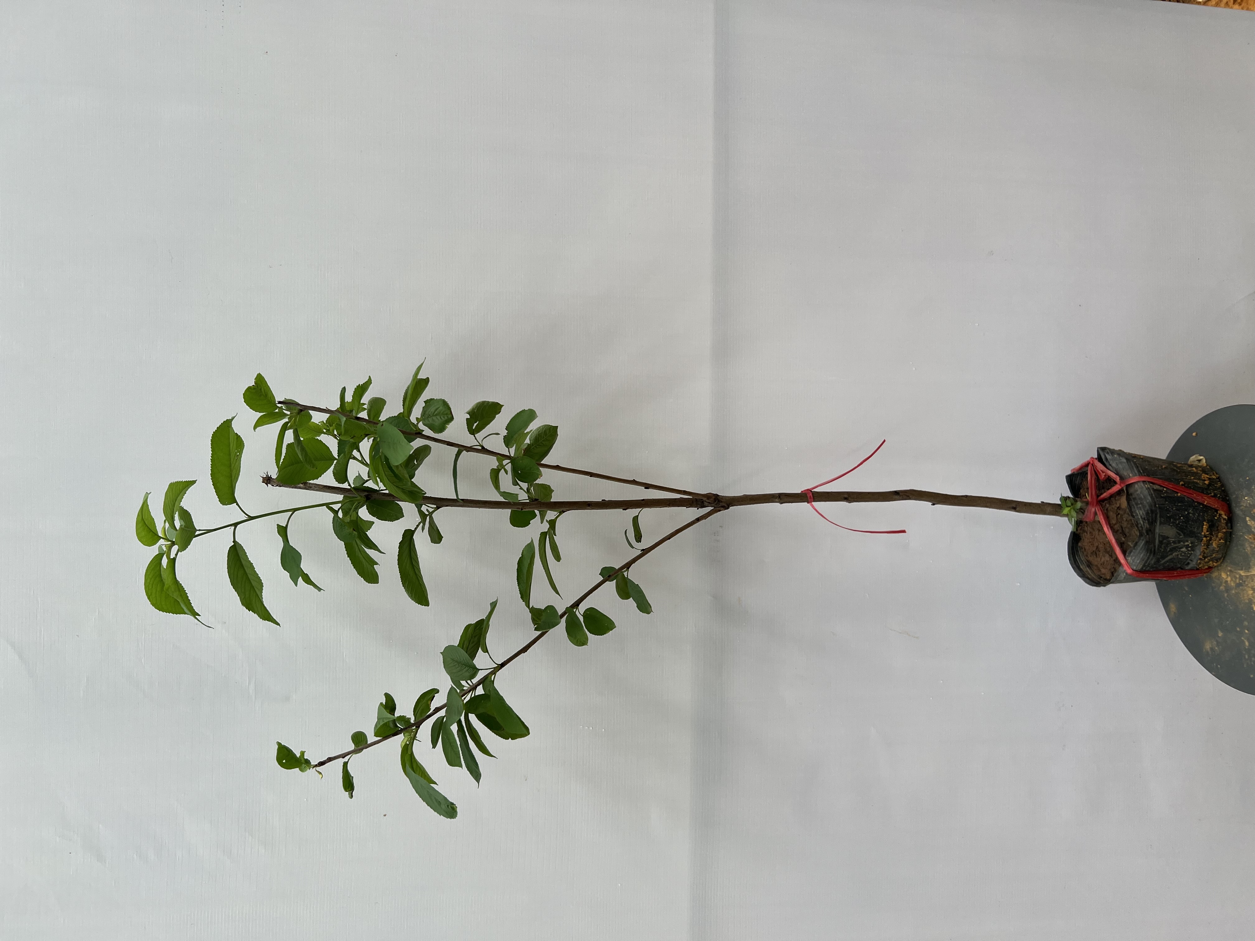 Cherry anh đào cao 1-1.2m PT176 CALATA_thumbnail_6