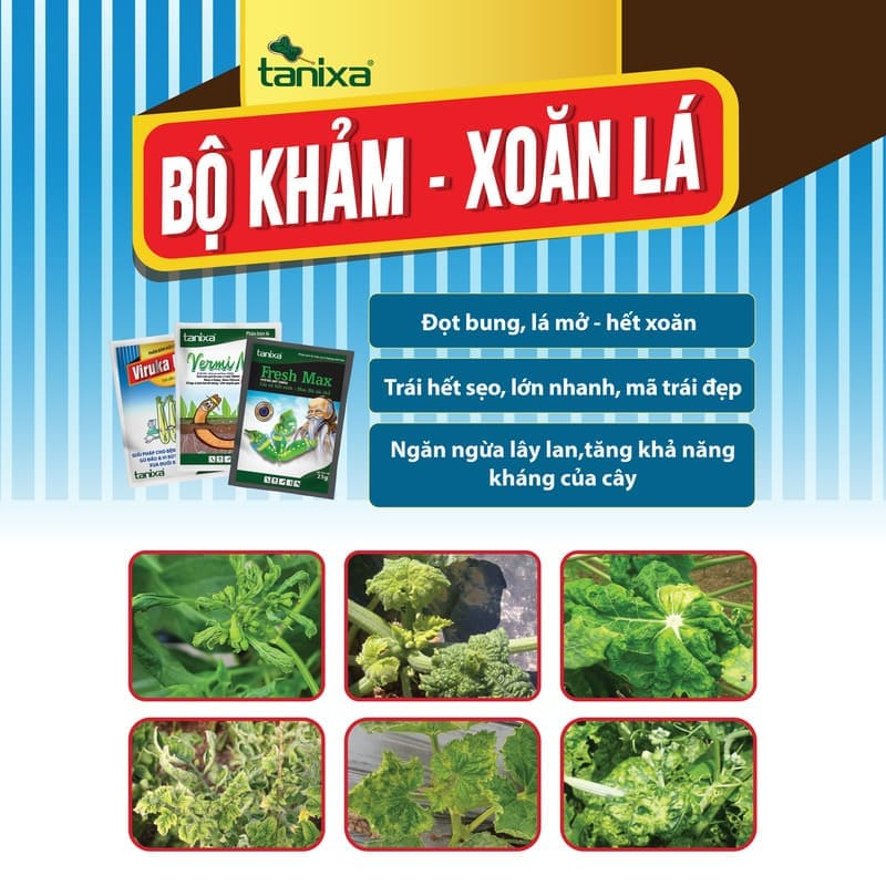 Bộ Khảm - Xoăn lá Tanixa (KM)_thumbnail_8
