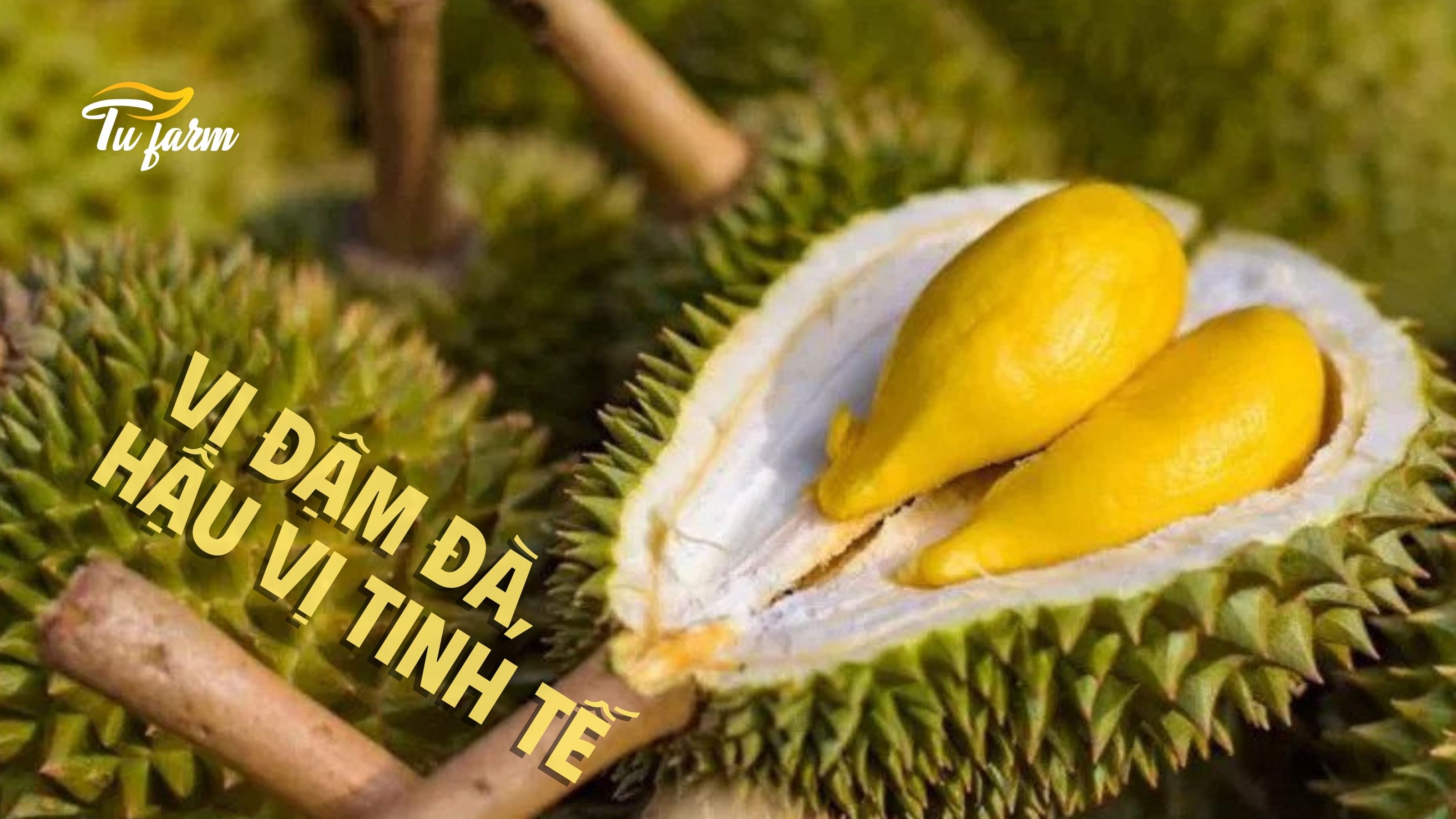 cách bảo quản sầu riêng musang king