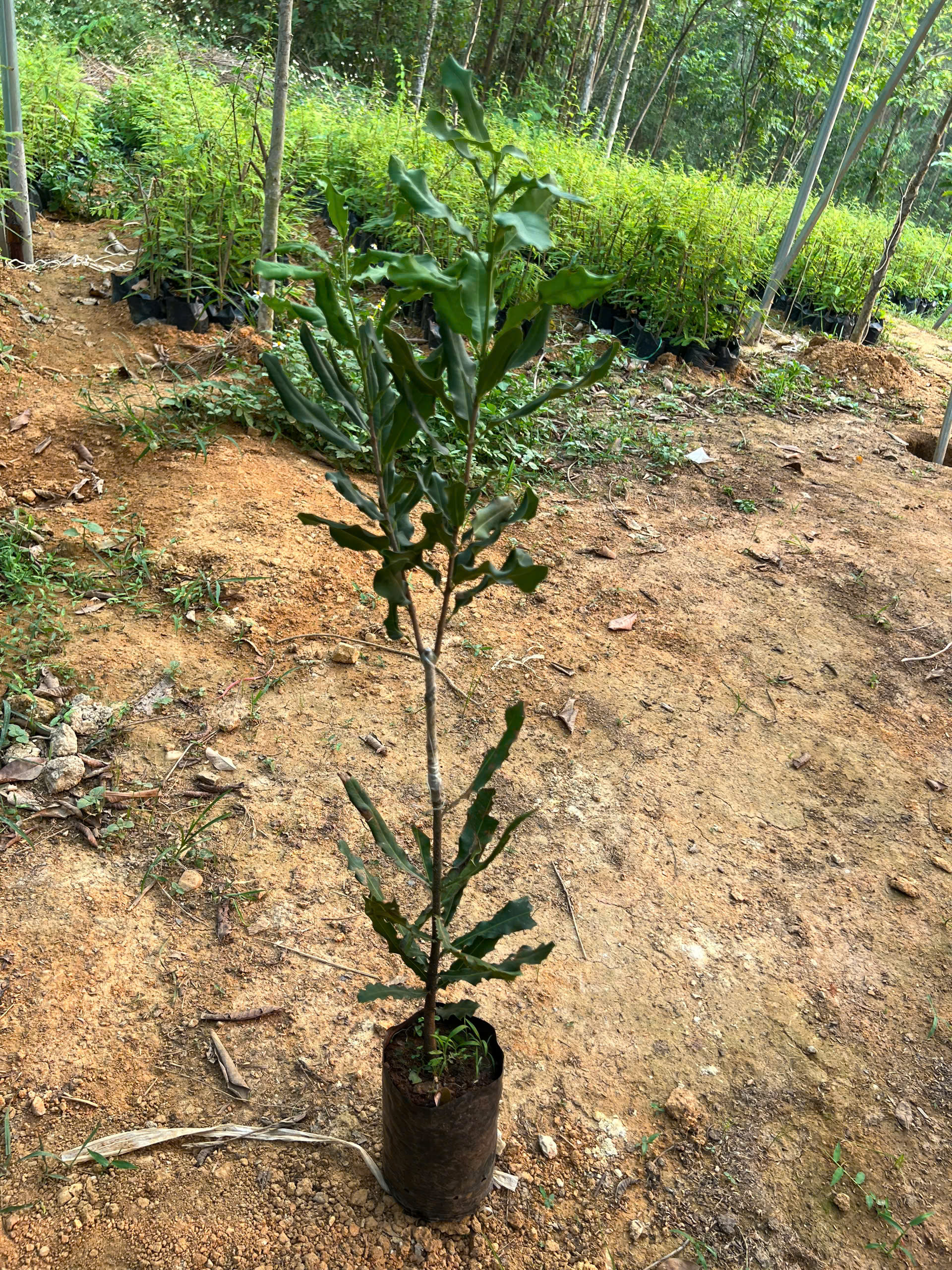 Mắc ca cao 70-90cm PT180 CALATA