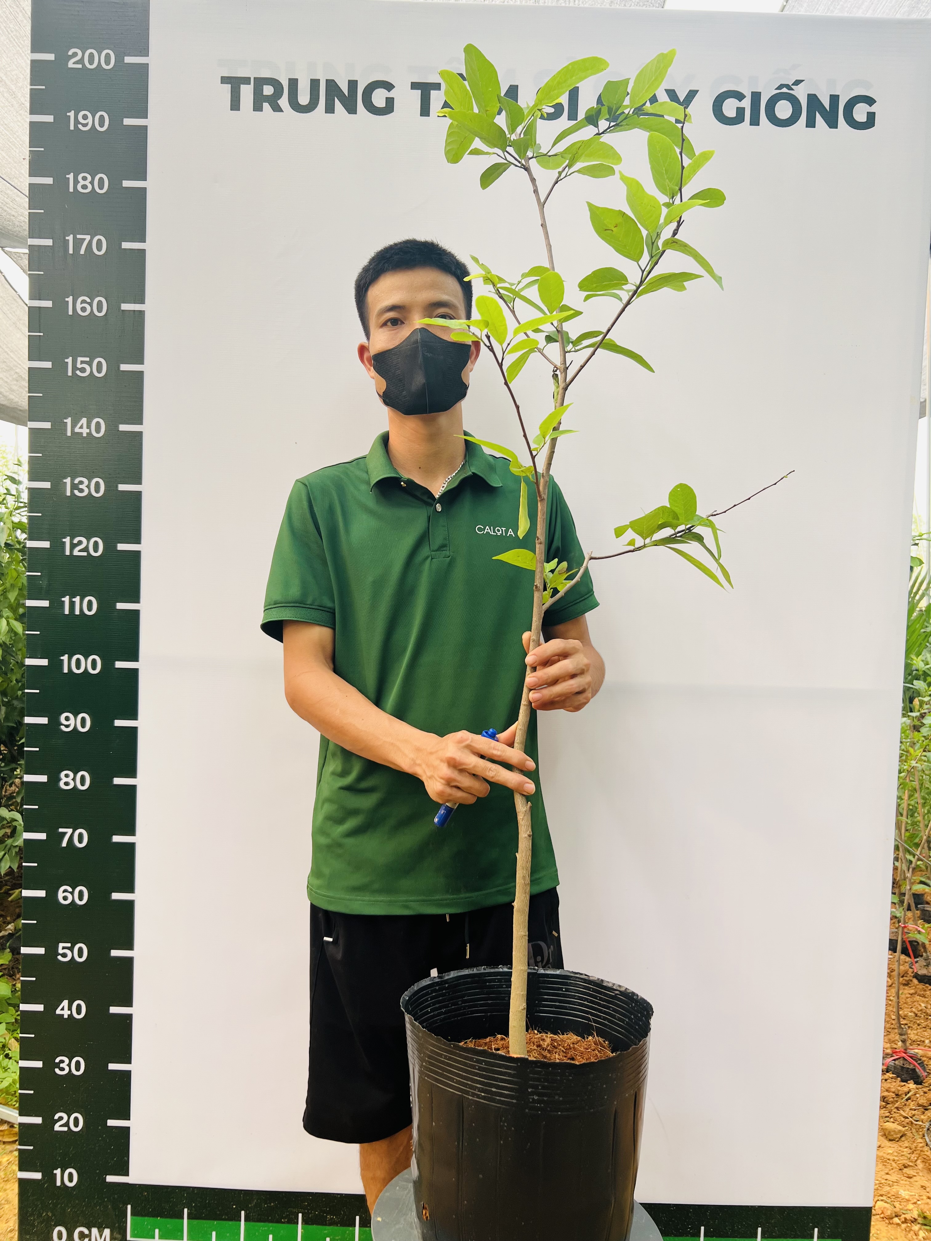 [THANH LÝ] Na dai cao 90-100cm PT89 CALATA_thumbnail_1