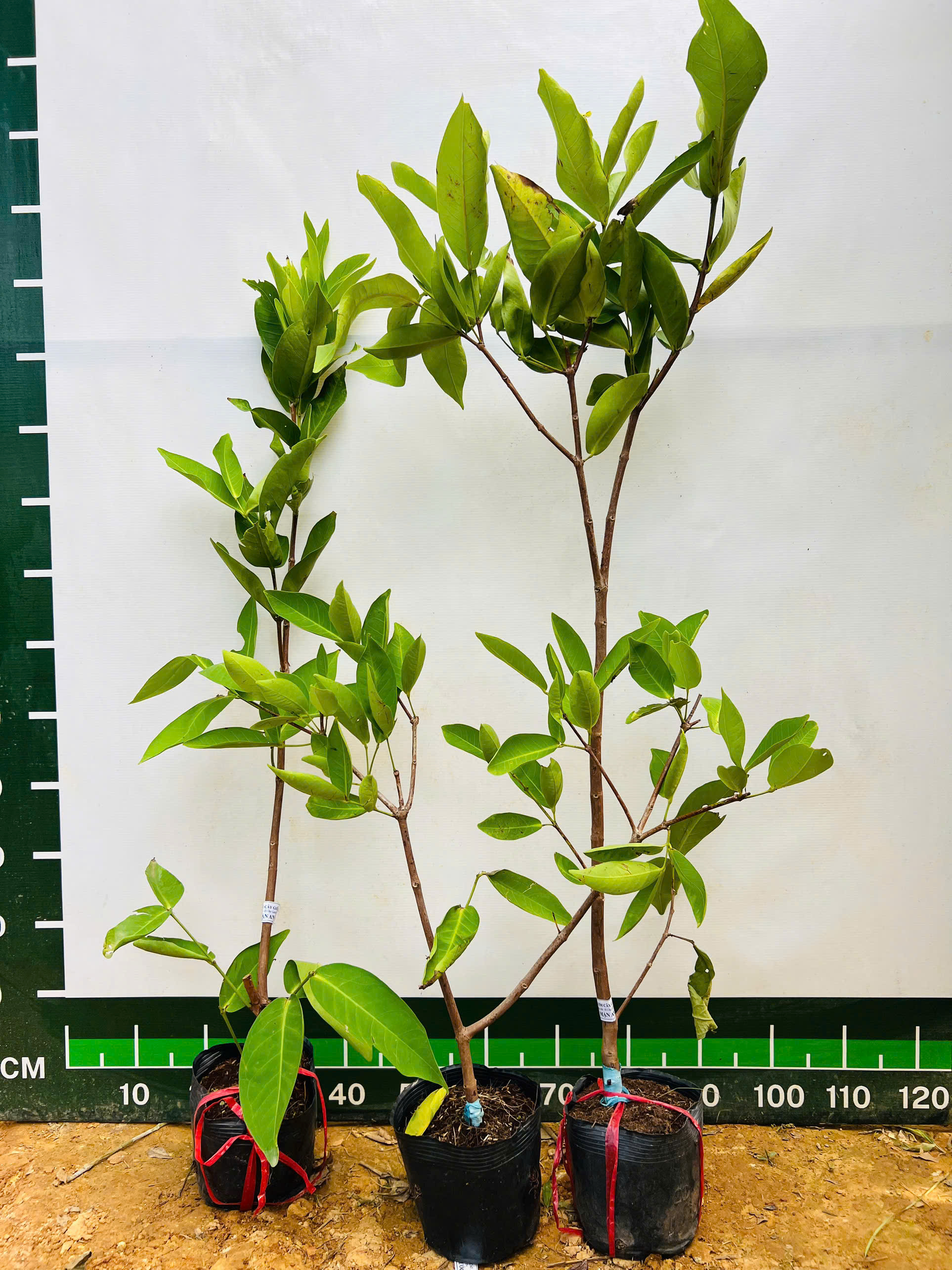 [SIÊU SALE] Mận An Phước cao 1-1,2m PT246 CALATA_thumbnail_4