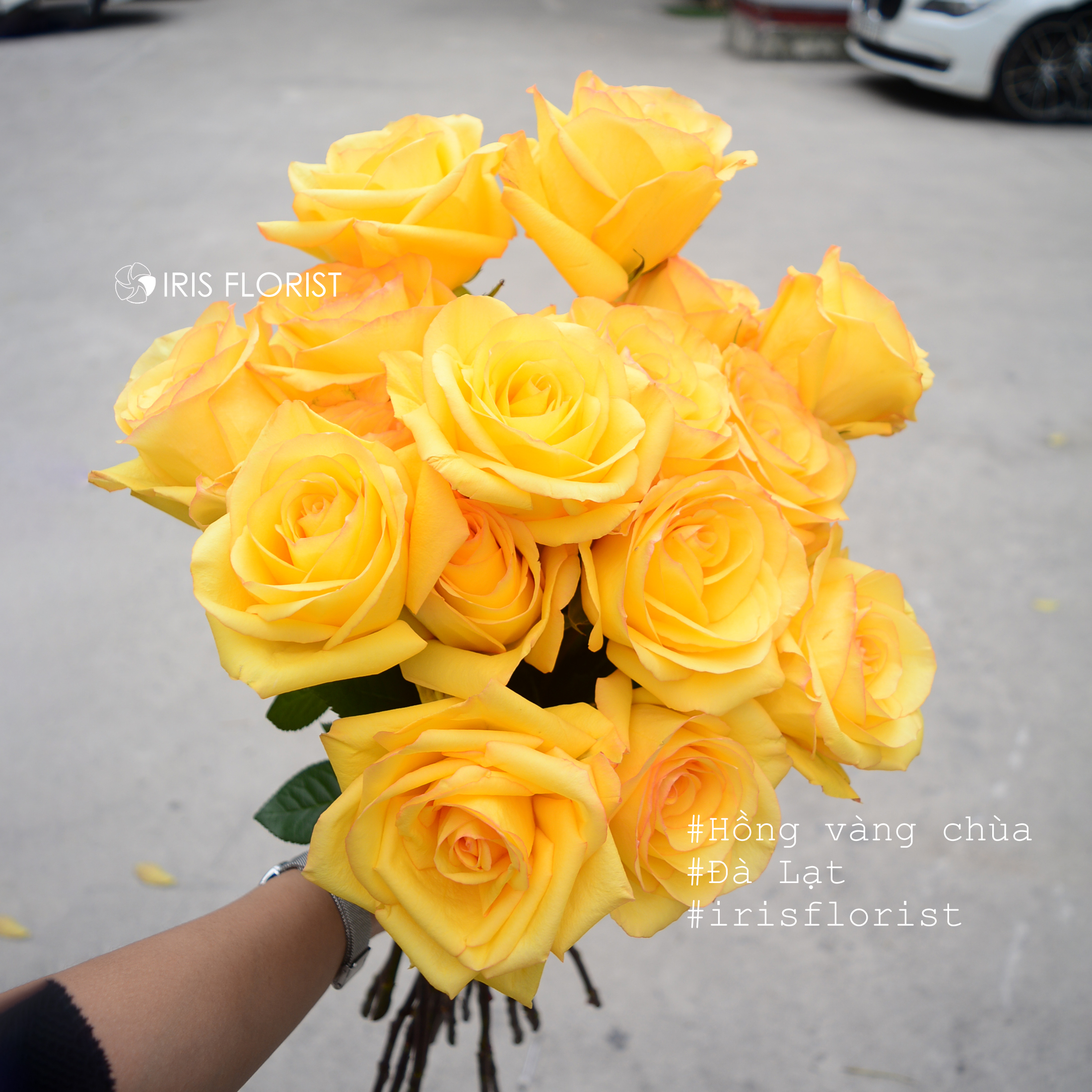 Hồng vàng chùa Đà Lạt_4