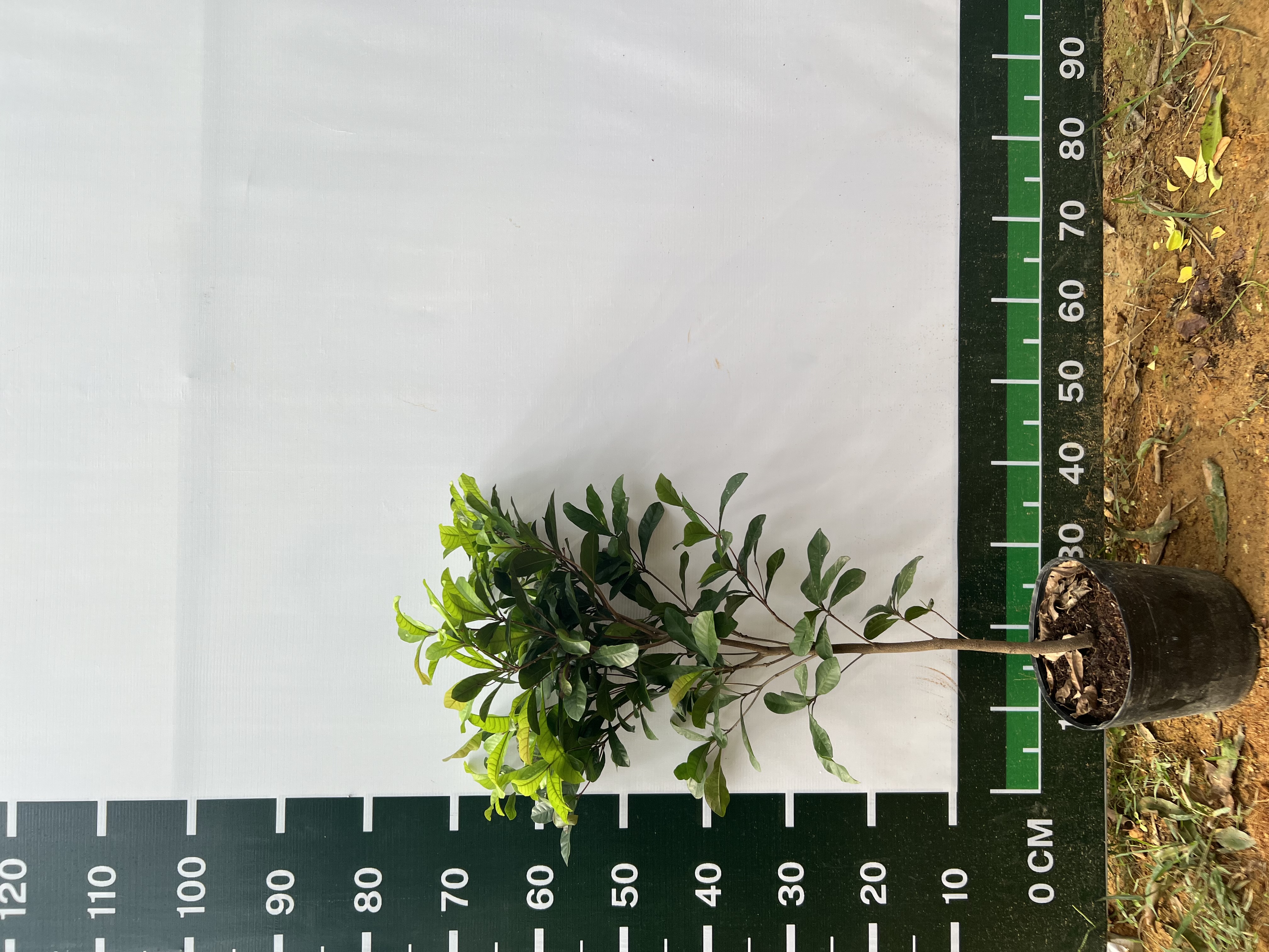 Cây thần kỳ cao 50-60cm PT22 CALATA