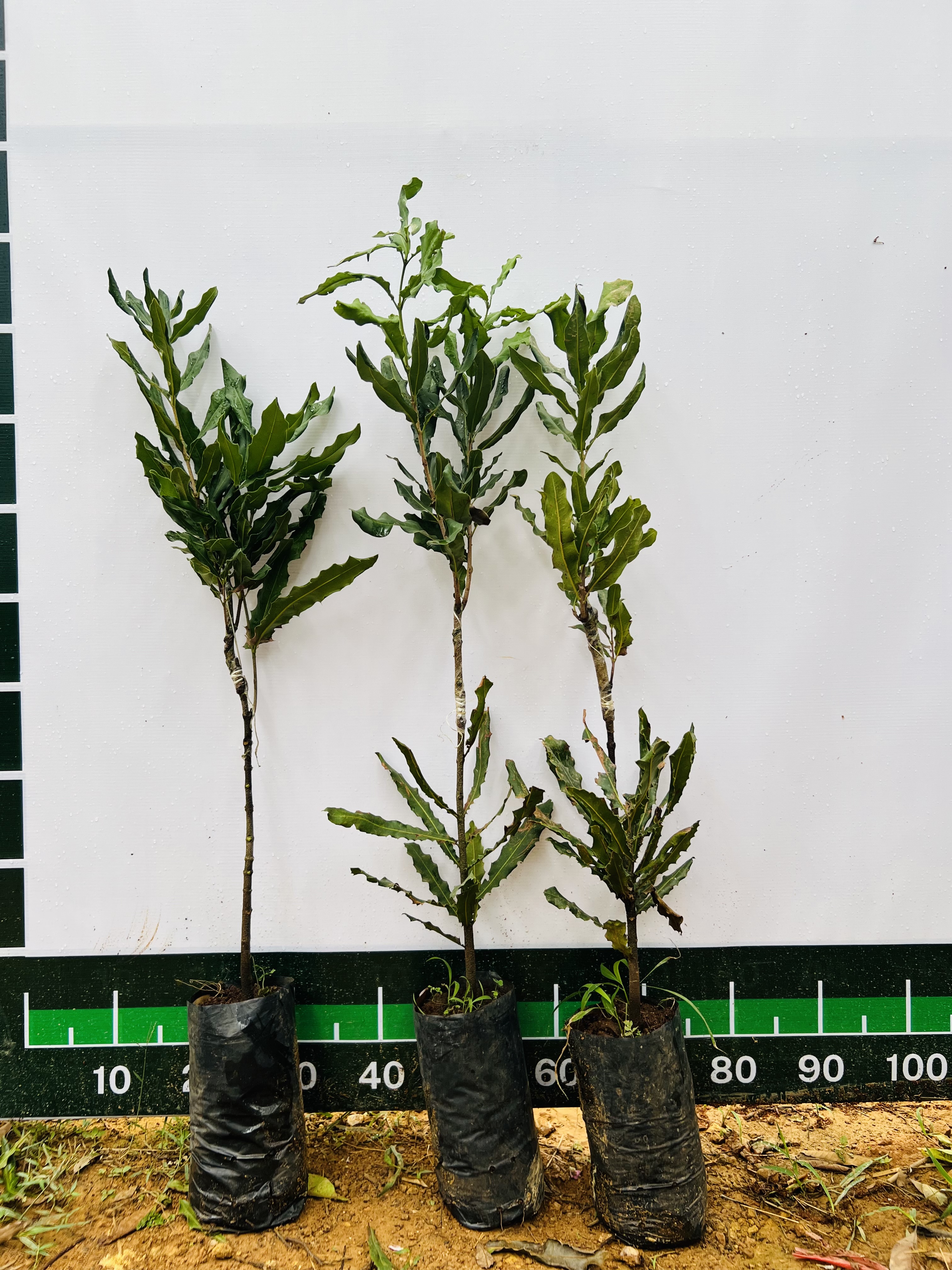 Mắc ca cao 70-90cm PT180 CALATA_thumbnail_1