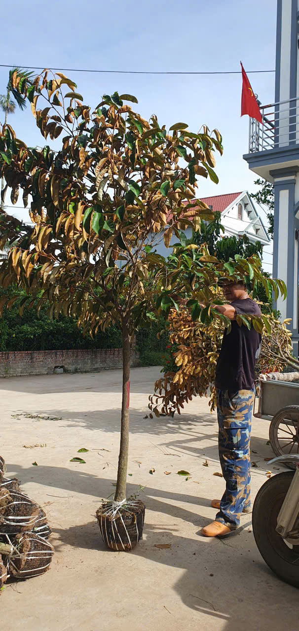 Vú sữa Mi Ca cao 1,7-2,2m PT272B CALATA