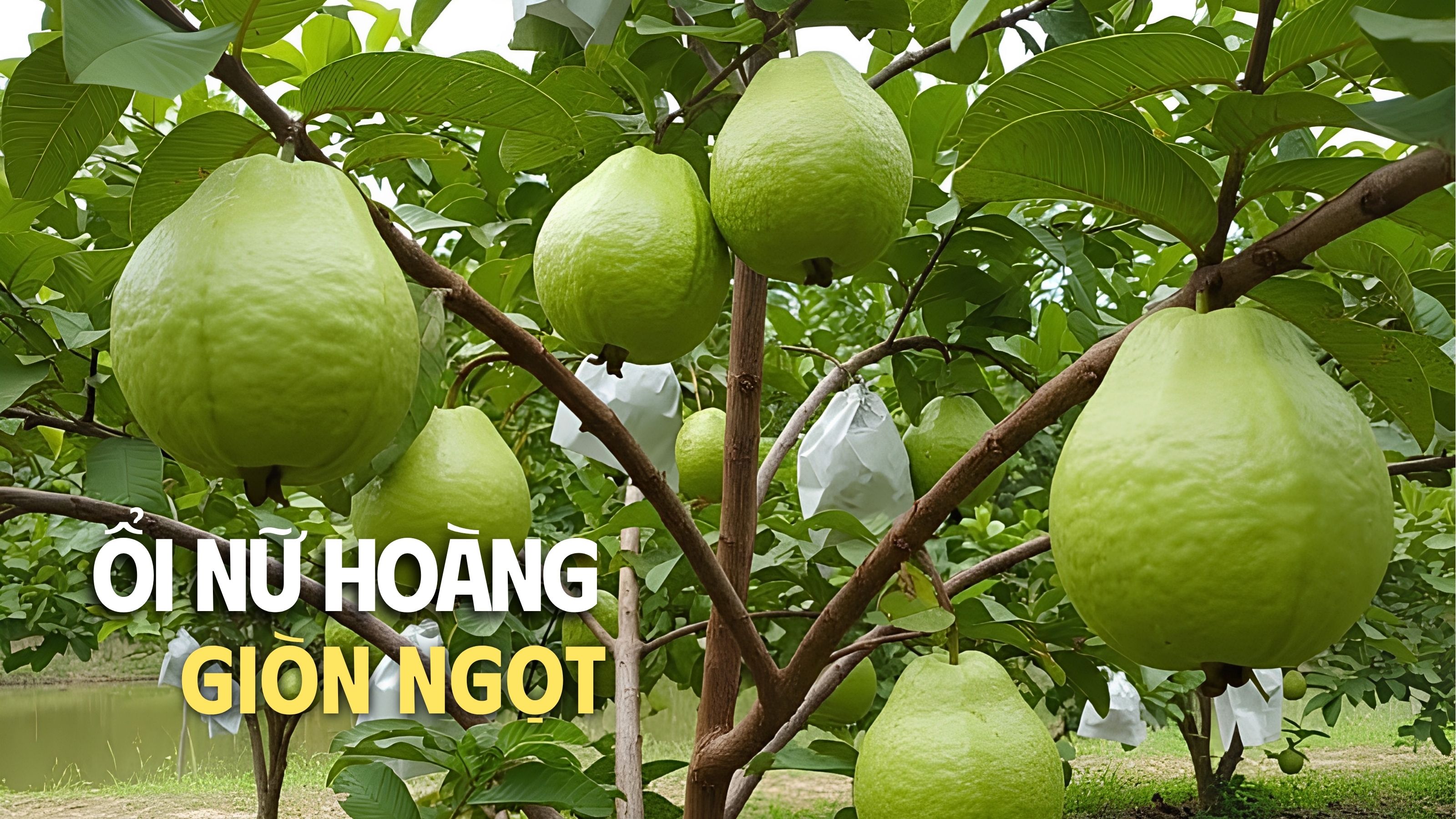 bảo quản và hướng dẫn ổi nữ hoàng 