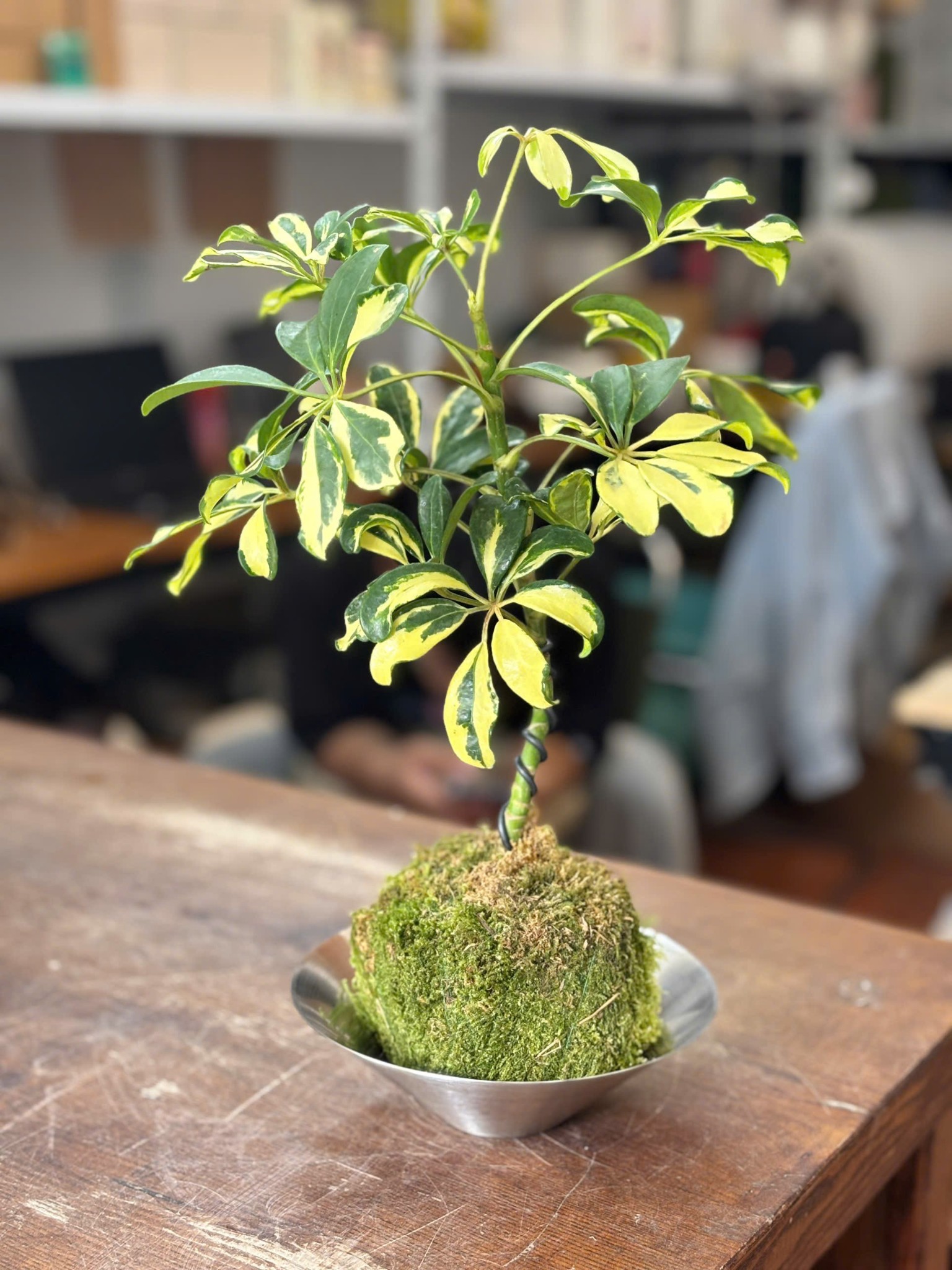 KOKEDAMA_thumbnail_6