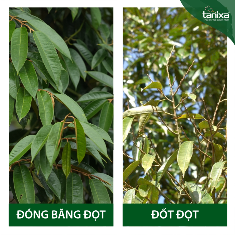 Bộ đóng băng đọt_thumbnail_13
