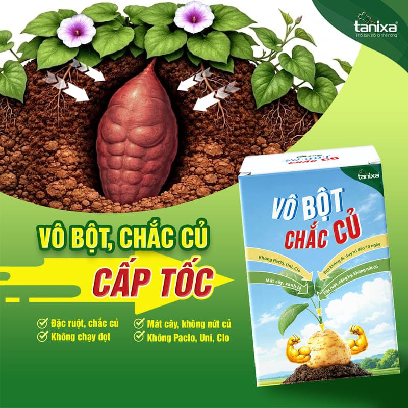 Bộ vô bột- chắc củ Tanixa_thumbnail_1