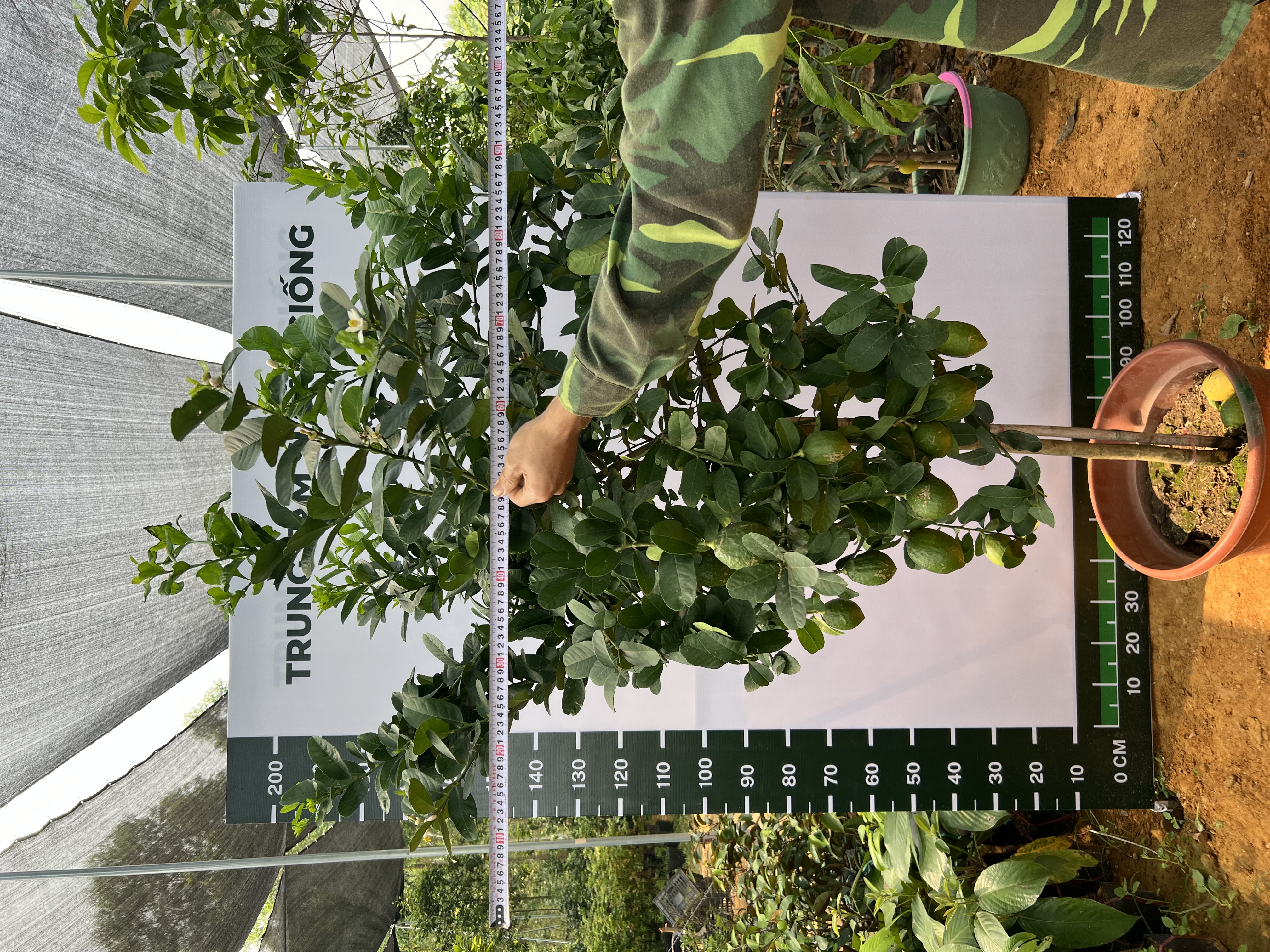 Chanh vàng mỹ cao 2-2.5m PT166 CALATA_thumbnail_6