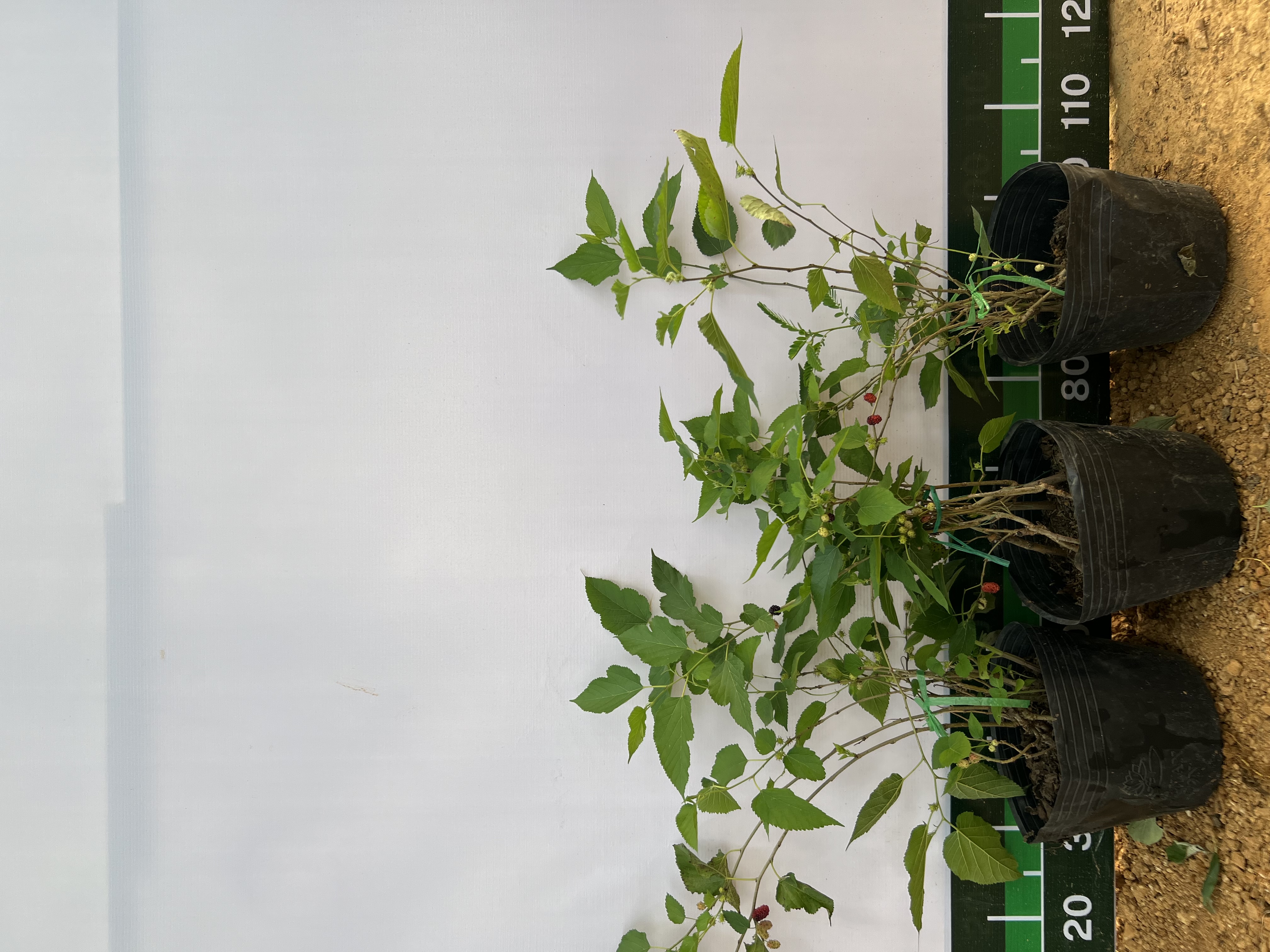 Dâu tằm siêu trái cao 20-30cm PT06 CALATA_thumbnail_3