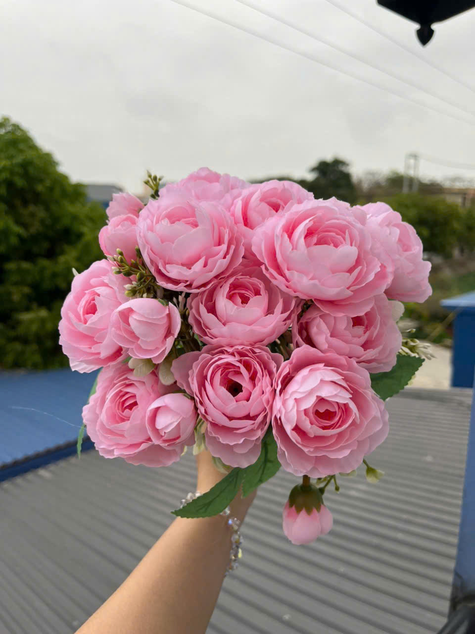 CỤM TRÀ NGỌC