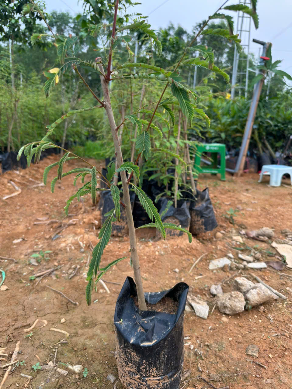 Mắc kham cao 35-45cm MK-01 CALATA