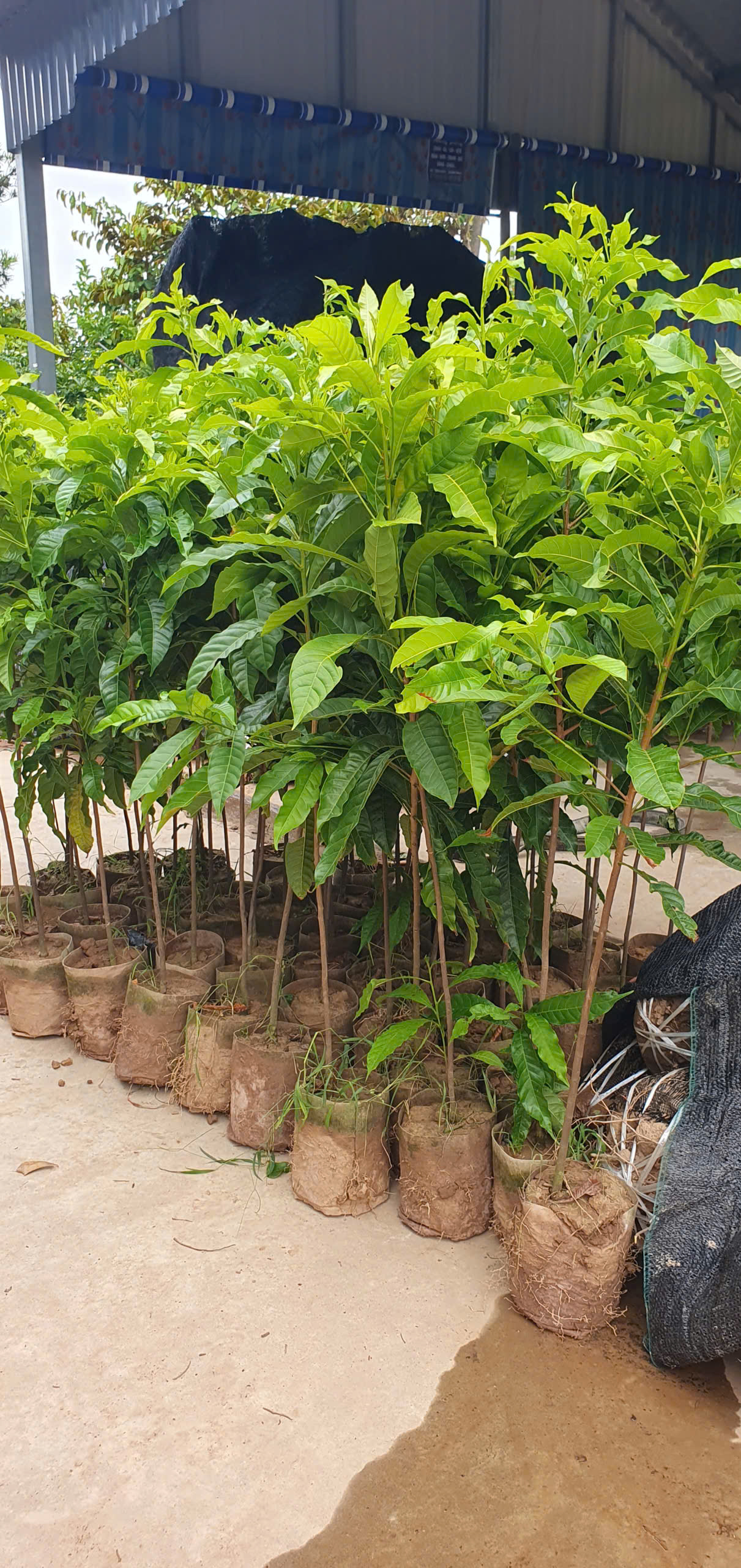 Vú sữa hoàng kim cao 80-100cm PT276 CALATA