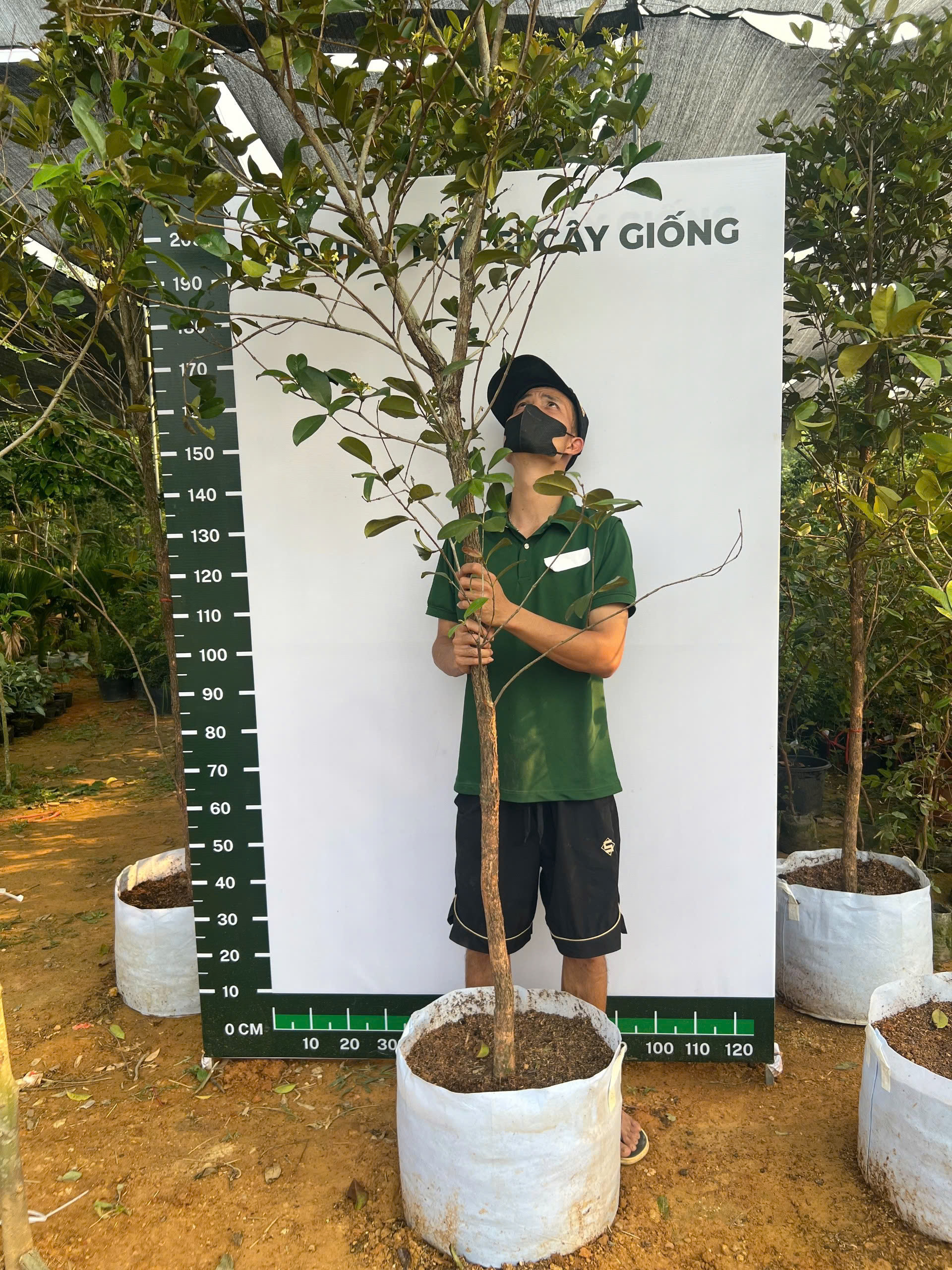 Cherry cao 2-2.5m PT181 CALATA_thumbnail_1