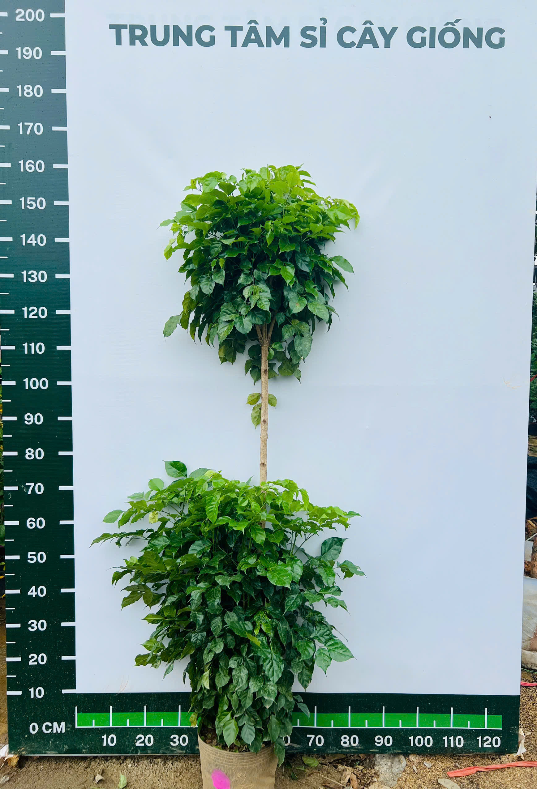 [THANH LÝ] Hạnh phúc hai tầng cao 1.6-1.8m PT213 CALATA