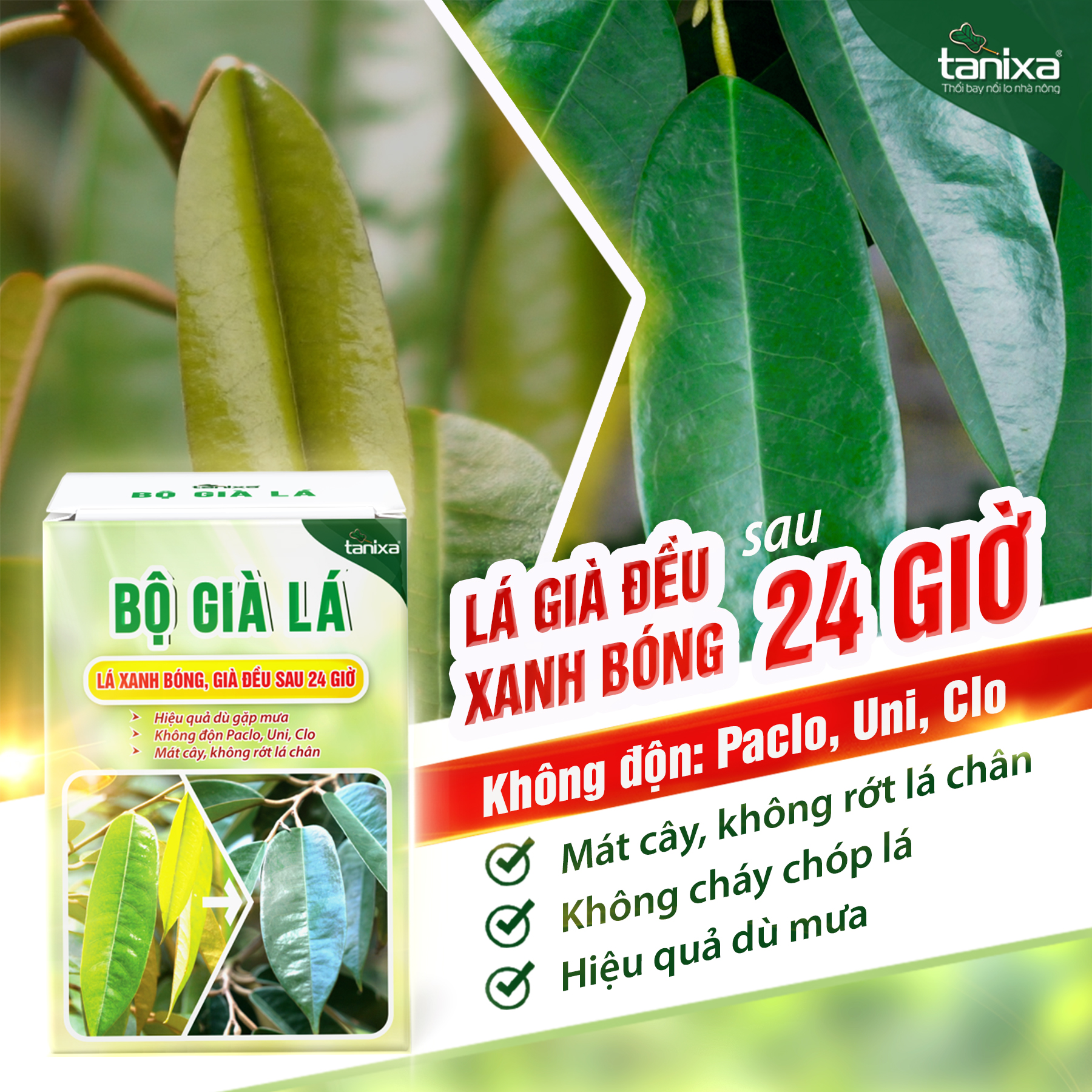 Bộ già lá Tanixa_thumbnail_1