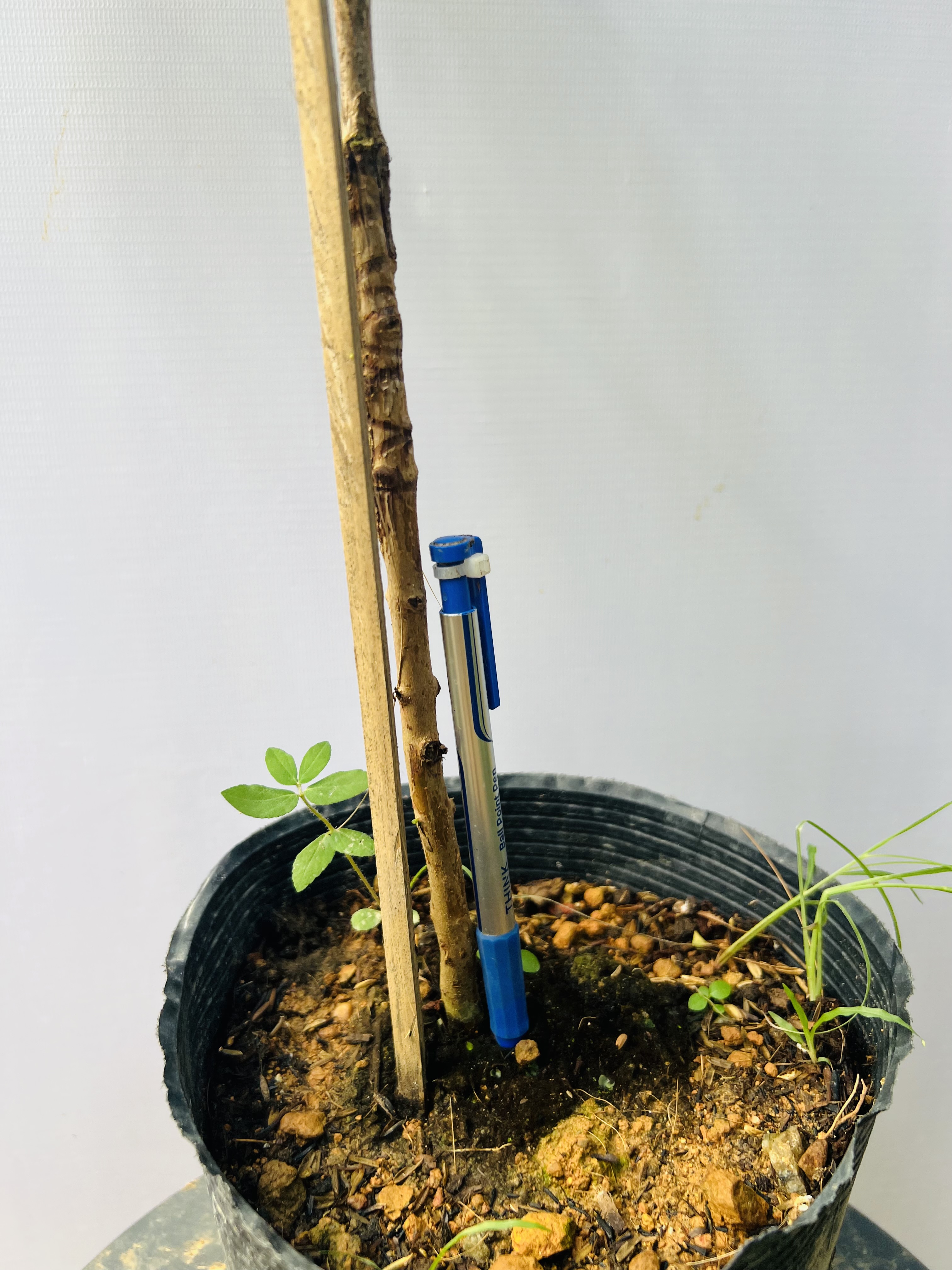 Ổi Sisaket 3 ghép cành cao 45-60cm OSK-01 CALATA_thumbnail_7