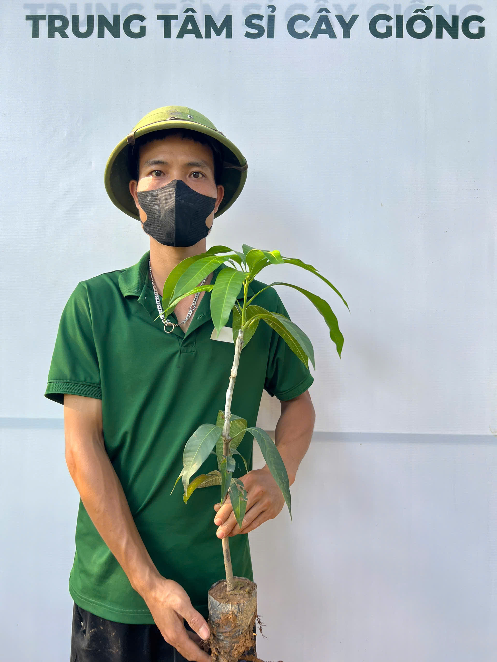 Xoài đài loan cao 50-60cm PT230 CALATA_thumbnail_1