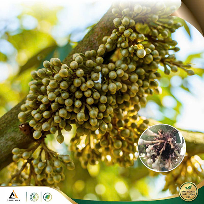 BLOCK BUG – Thuốc trừ sâu phổ rộng, diệt sâu nhanh, hiệu lực kéo dài_thumbnail_5