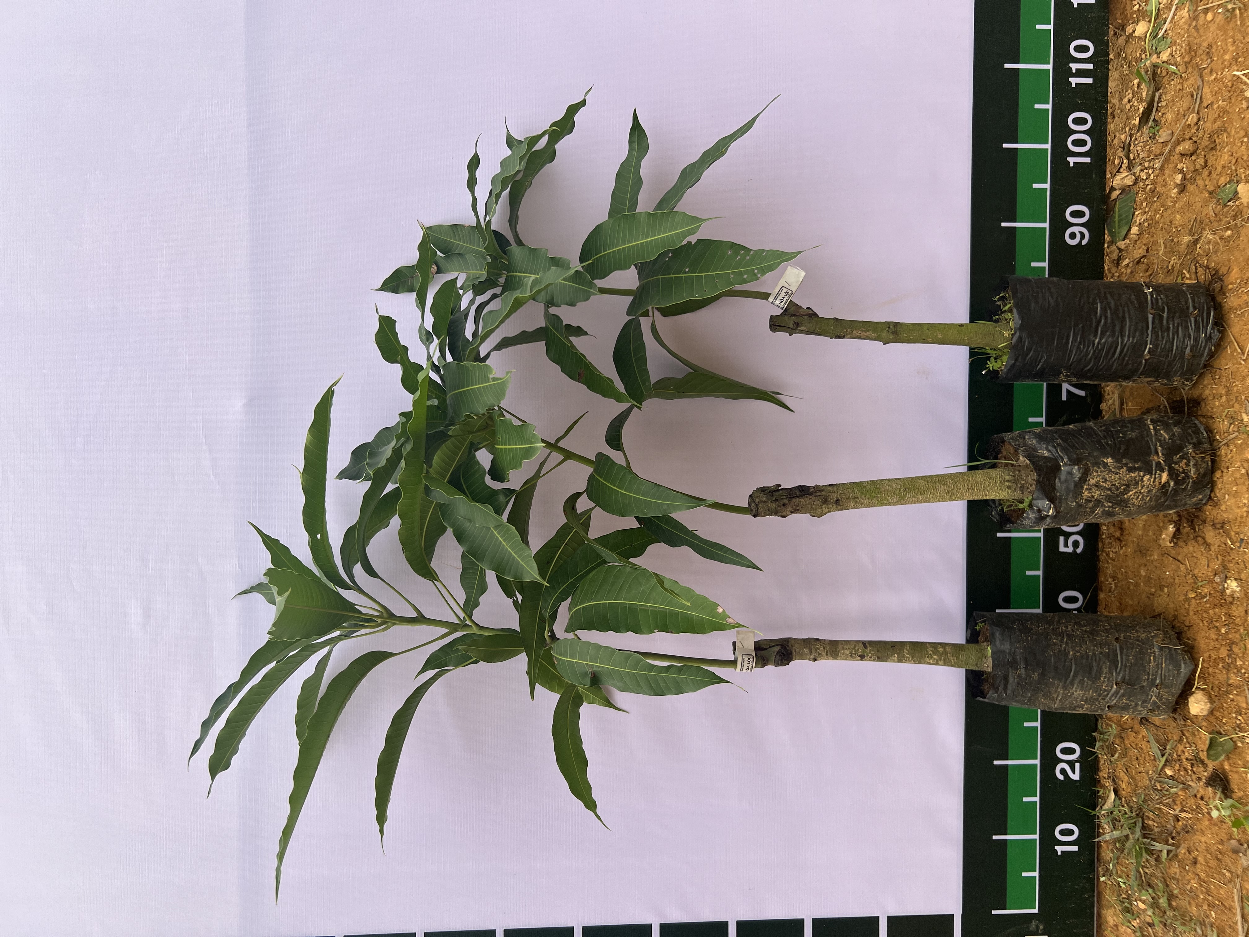 Xoài cát Hoà Lộc cao 55-70cm PT48 CALATA_thumbnail_10