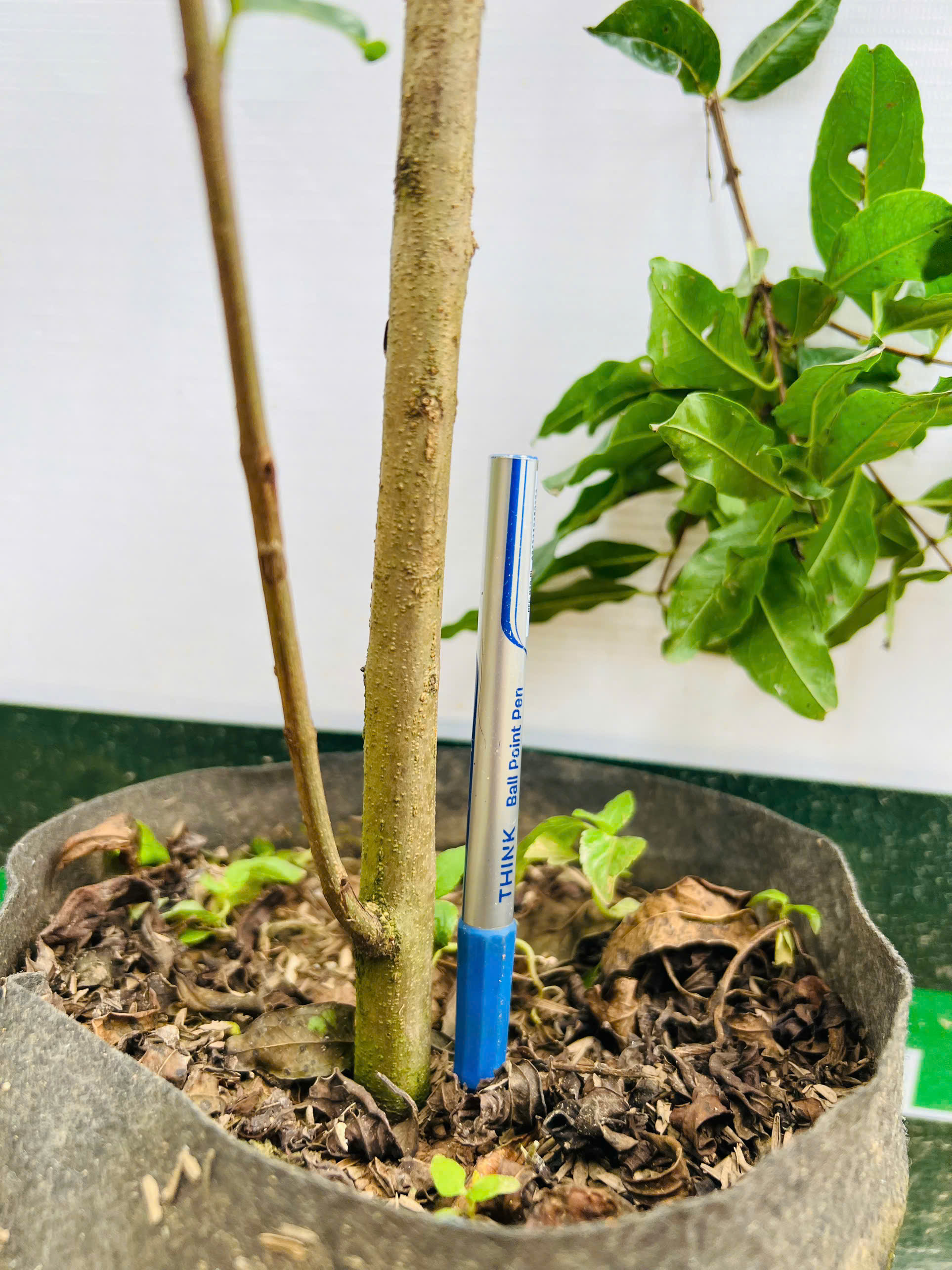 Lựu đỏ ấn độ cao 60-80cm PT219 CALATA_thumbnail_2