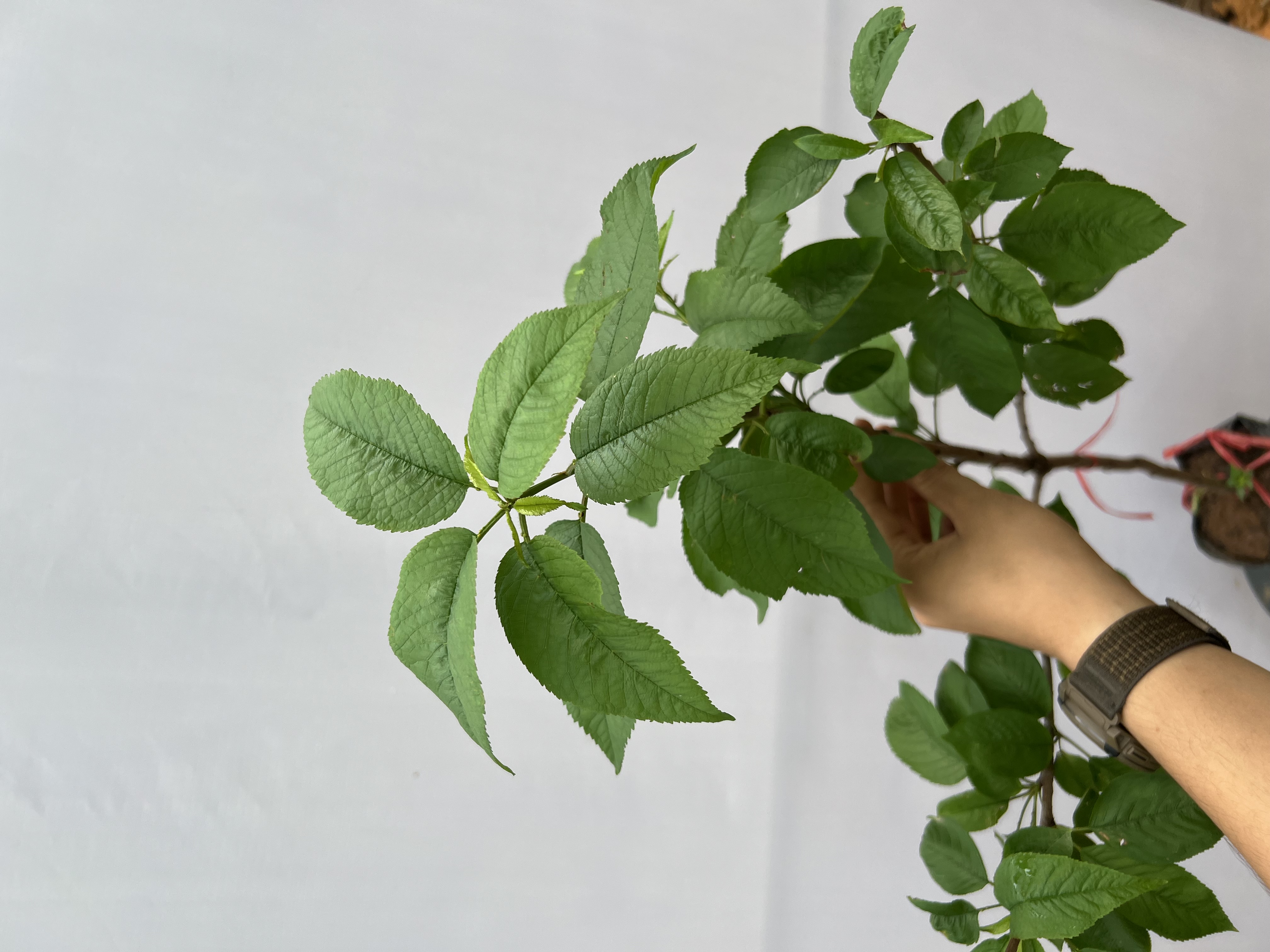 Cherry anh đào cao 1-1.2m PT176 CALATA_thumbnail_2