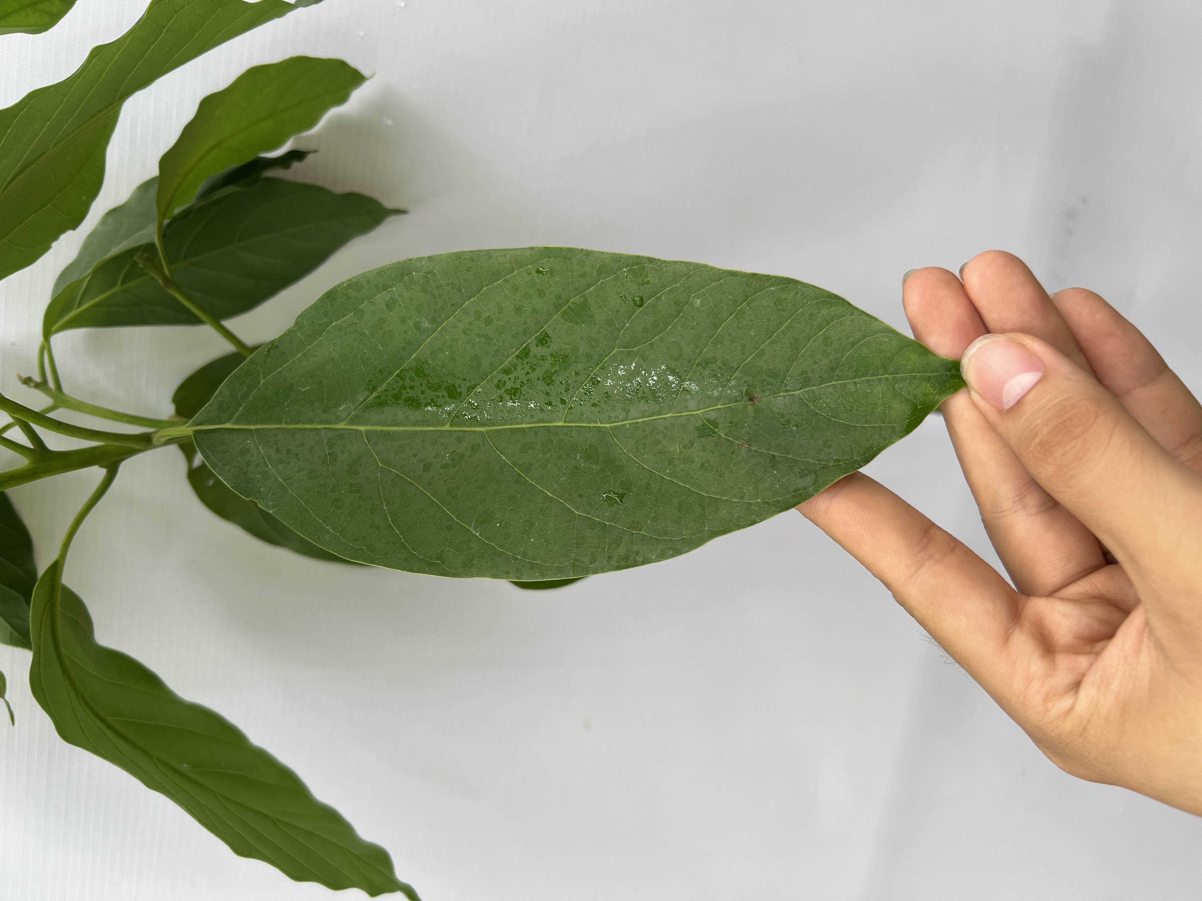 Bơ 034 cao 1-1.2m PT173 CALATA_thumbnail_3