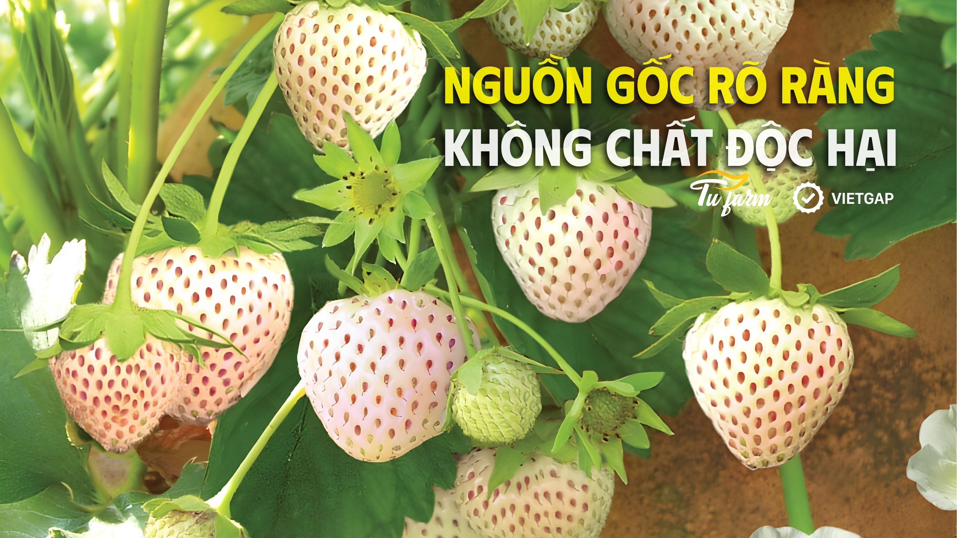 thông tin chi tiết về dâu bạch tuyết 