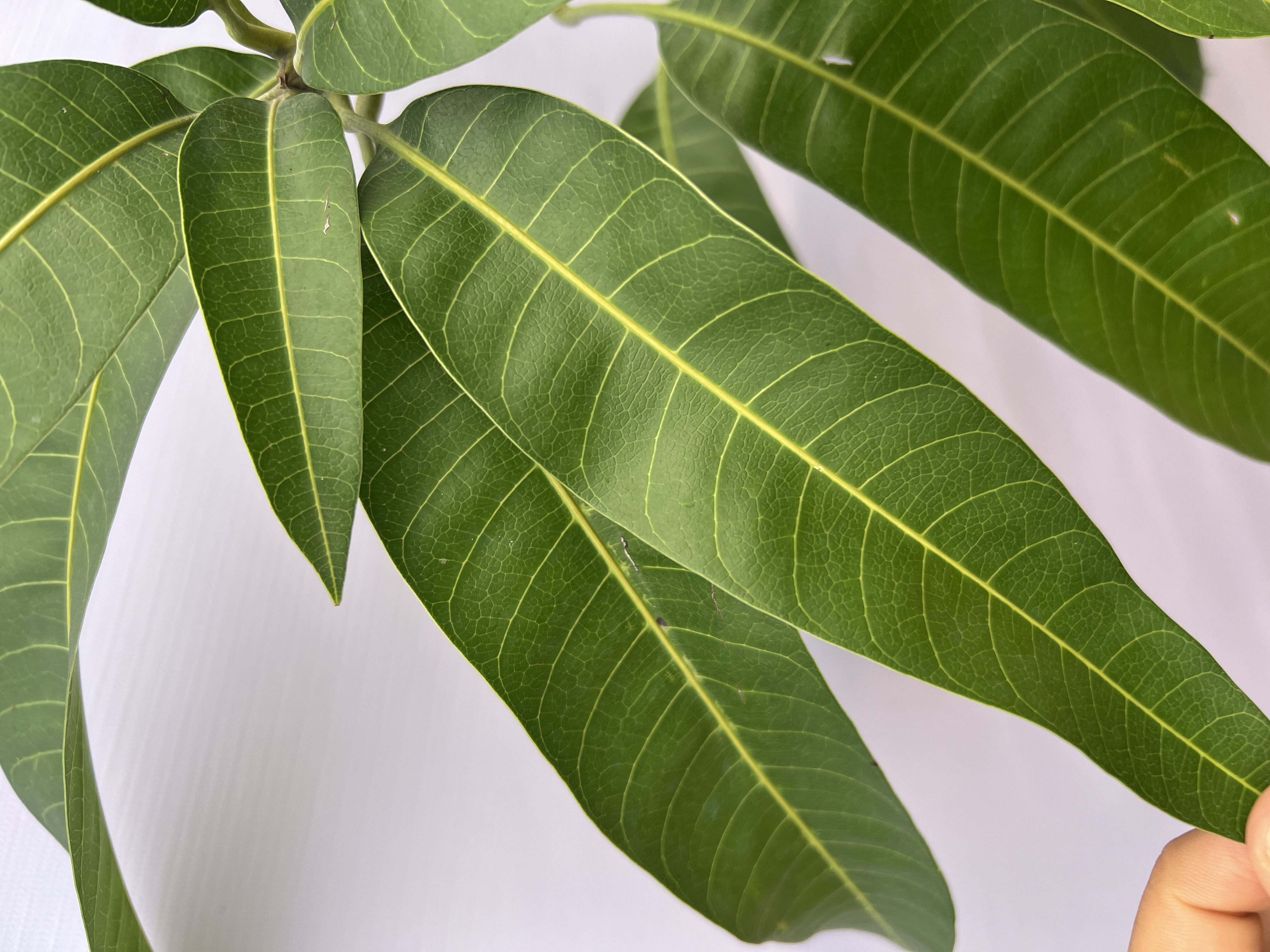 [SIÊU SALE] Xoài tím Ngọc Vân cao 50-65cm PT55 CALATA_thumbnail_4