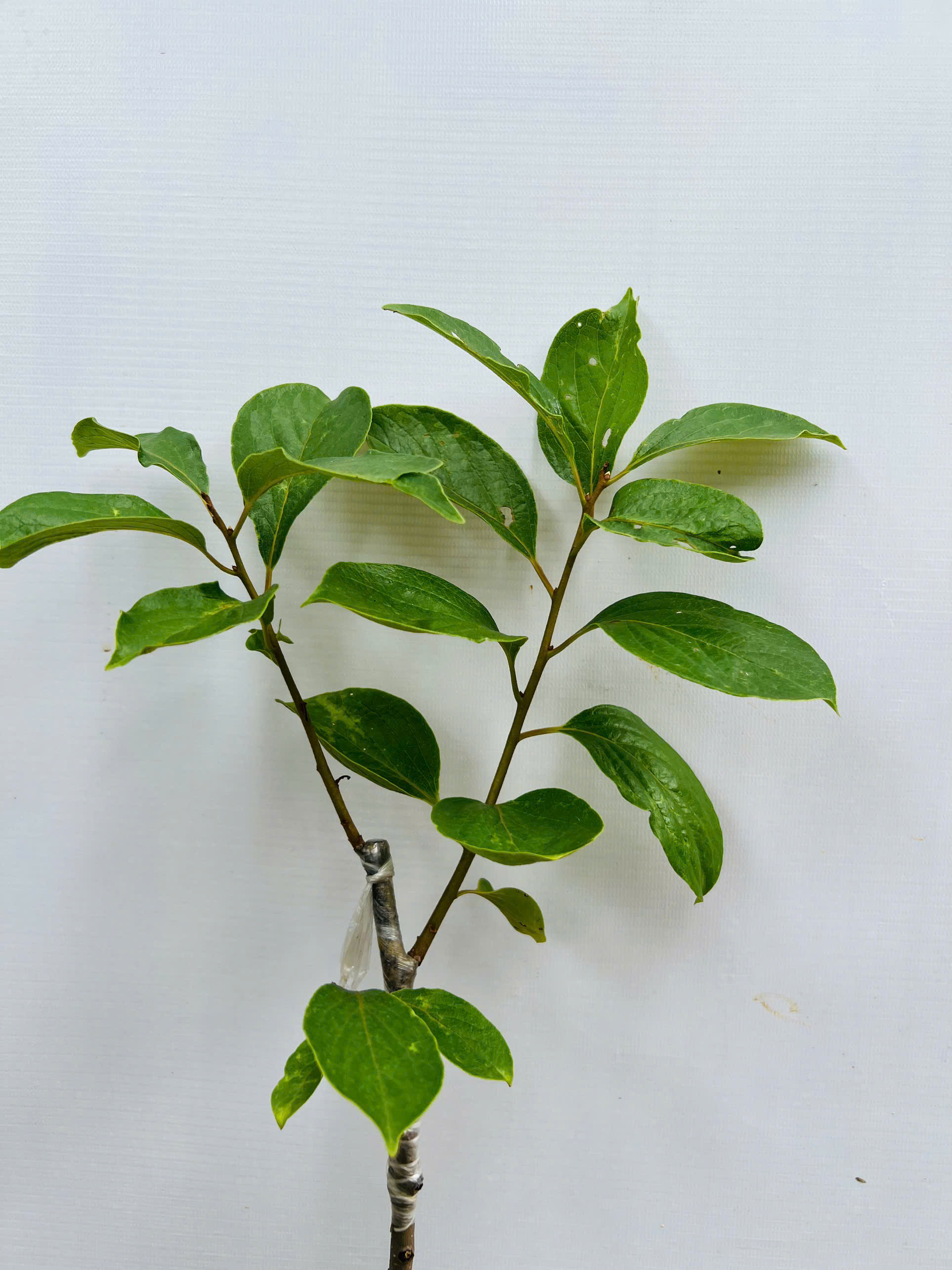 Hồng đỏ cao 50-60cm PT126 CALATA_thumbnail_2