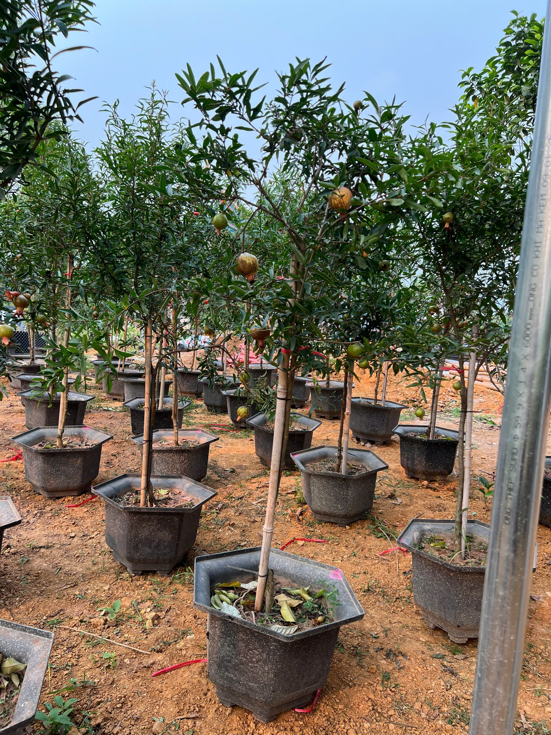 Lựu cao 2-2.2m PT170 CALATA_thumbnail_3