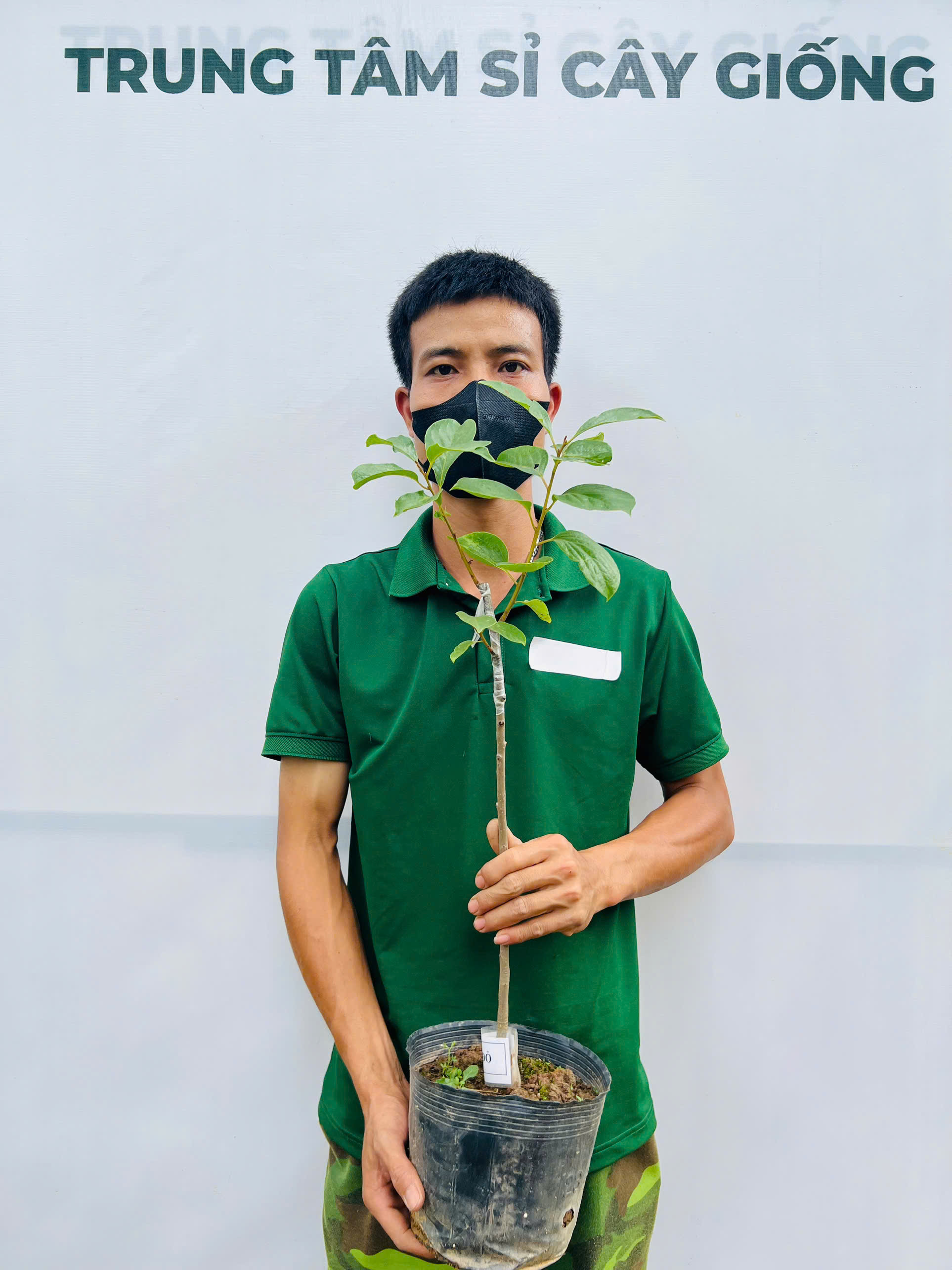 Hồng đỏ cao 50-60cm PT126 CALATA_thumbnail_1