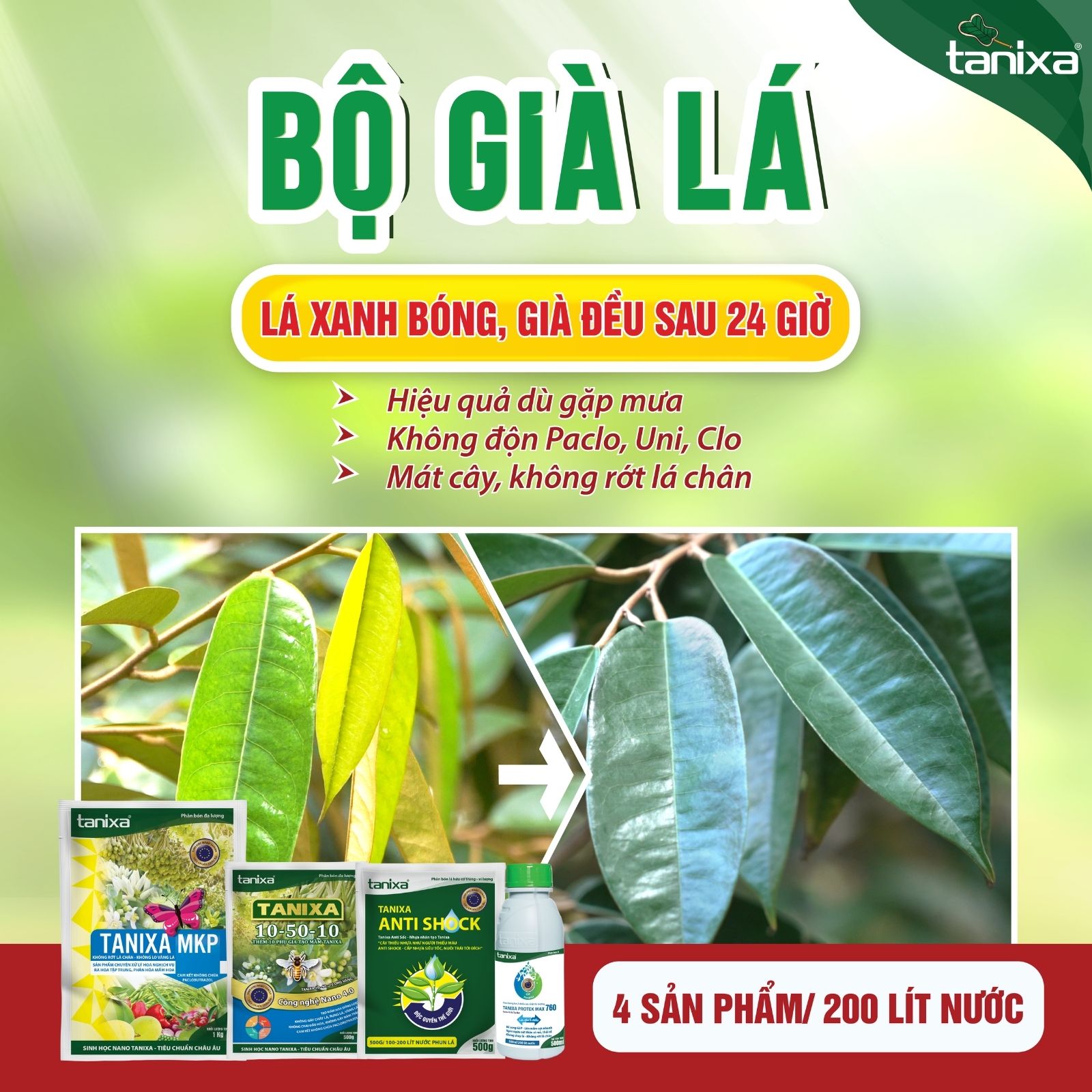 Bộ già lá Tanixa_thumbnail_9