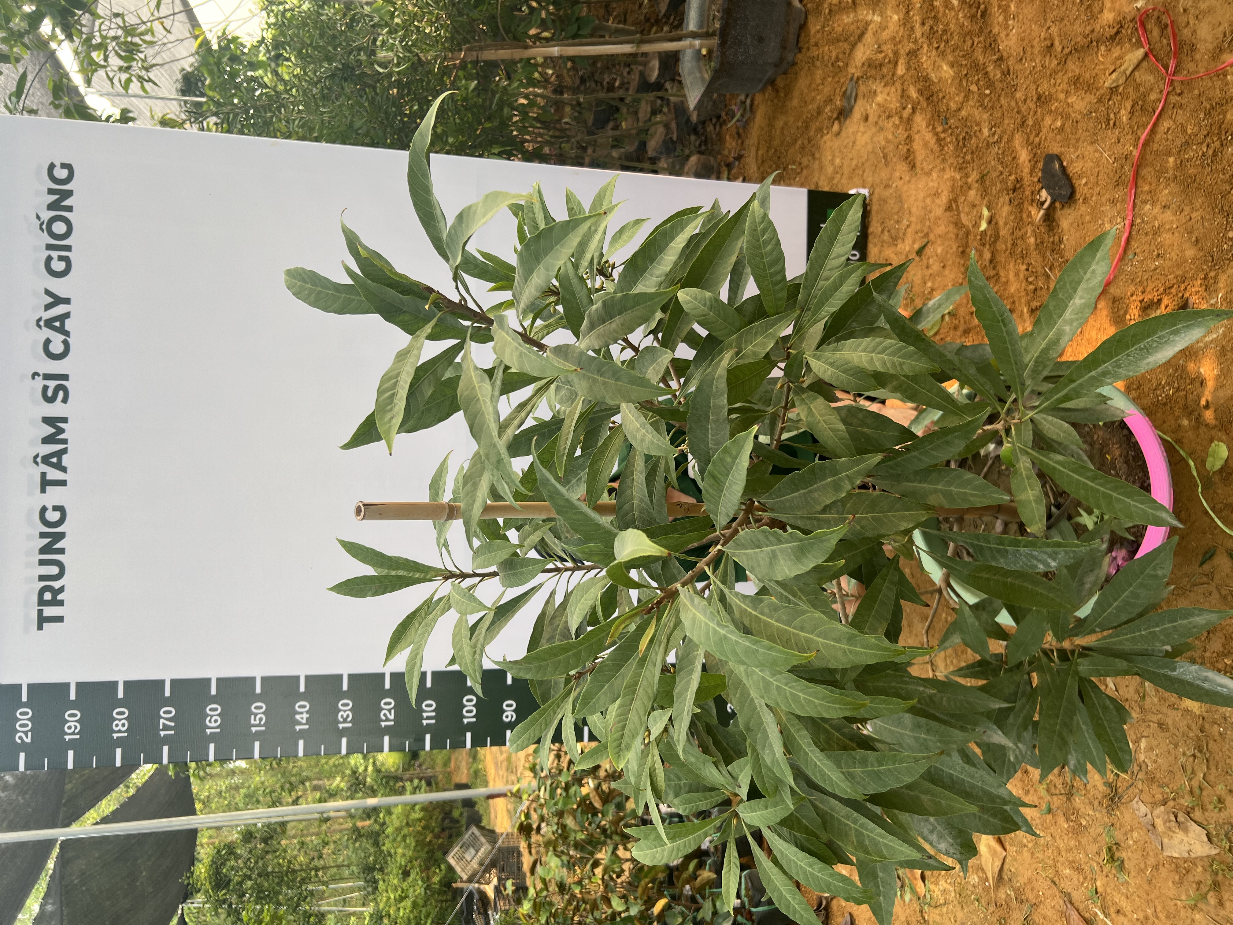 Trứng gà tứ quý cao 1.5-1.7m PT167 CALATA_thumbnail_7