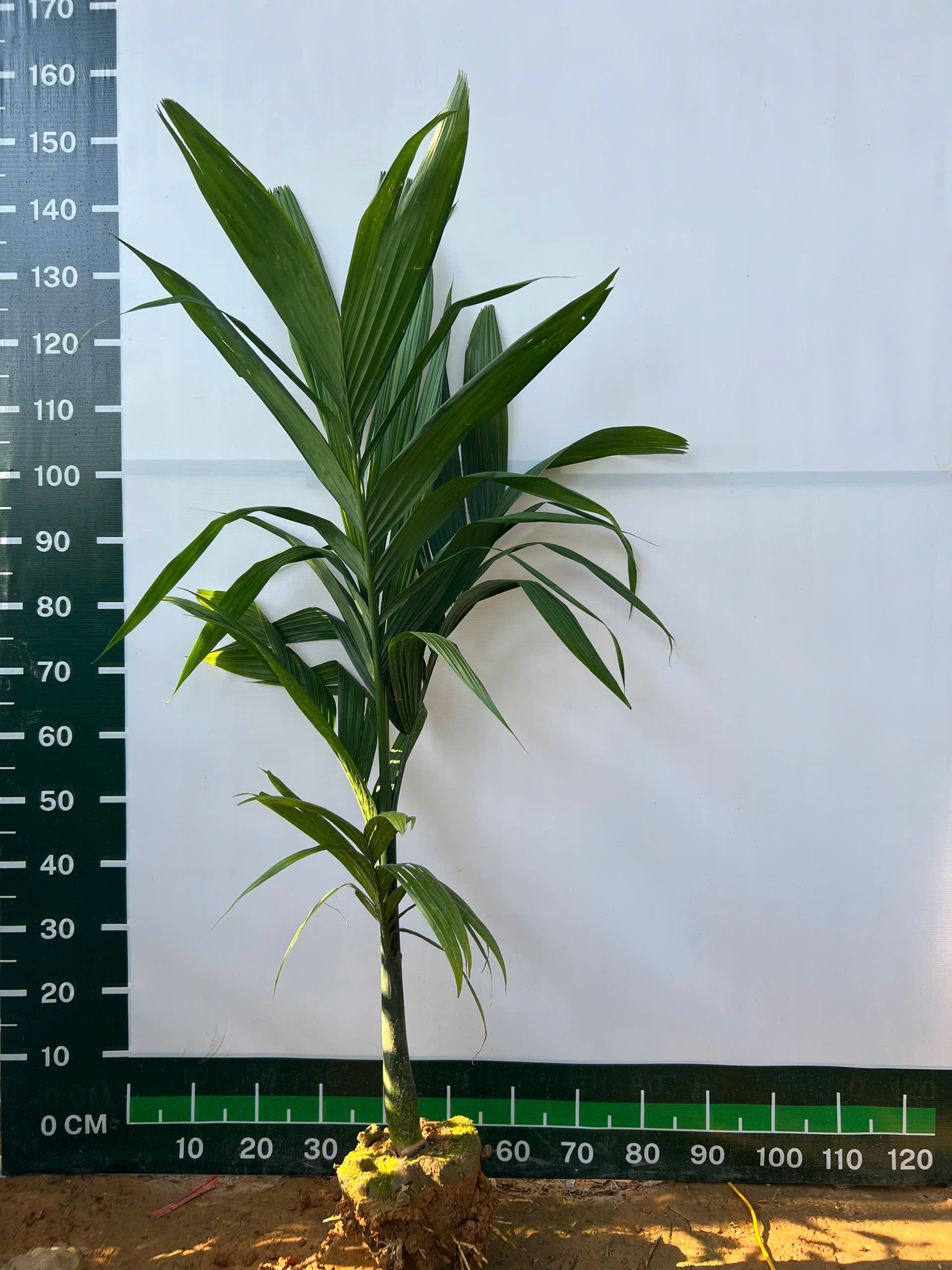 Cau tứ quý cao 70-80cm PT70 CALATA