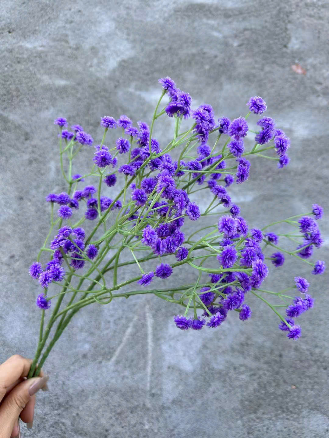 CÀNH ĐIỂM BI SU_thumbnail_3