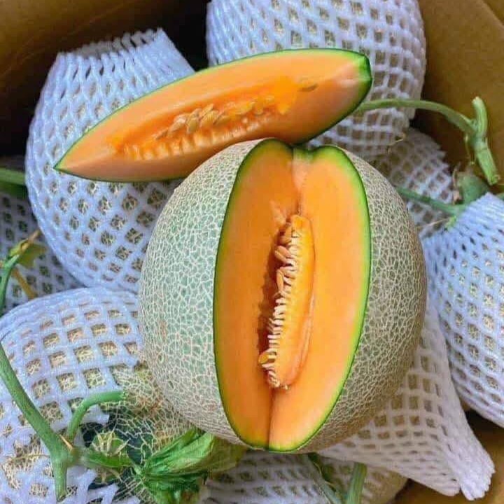 Dưa Lưới Tròn TL3_thumbnail_2