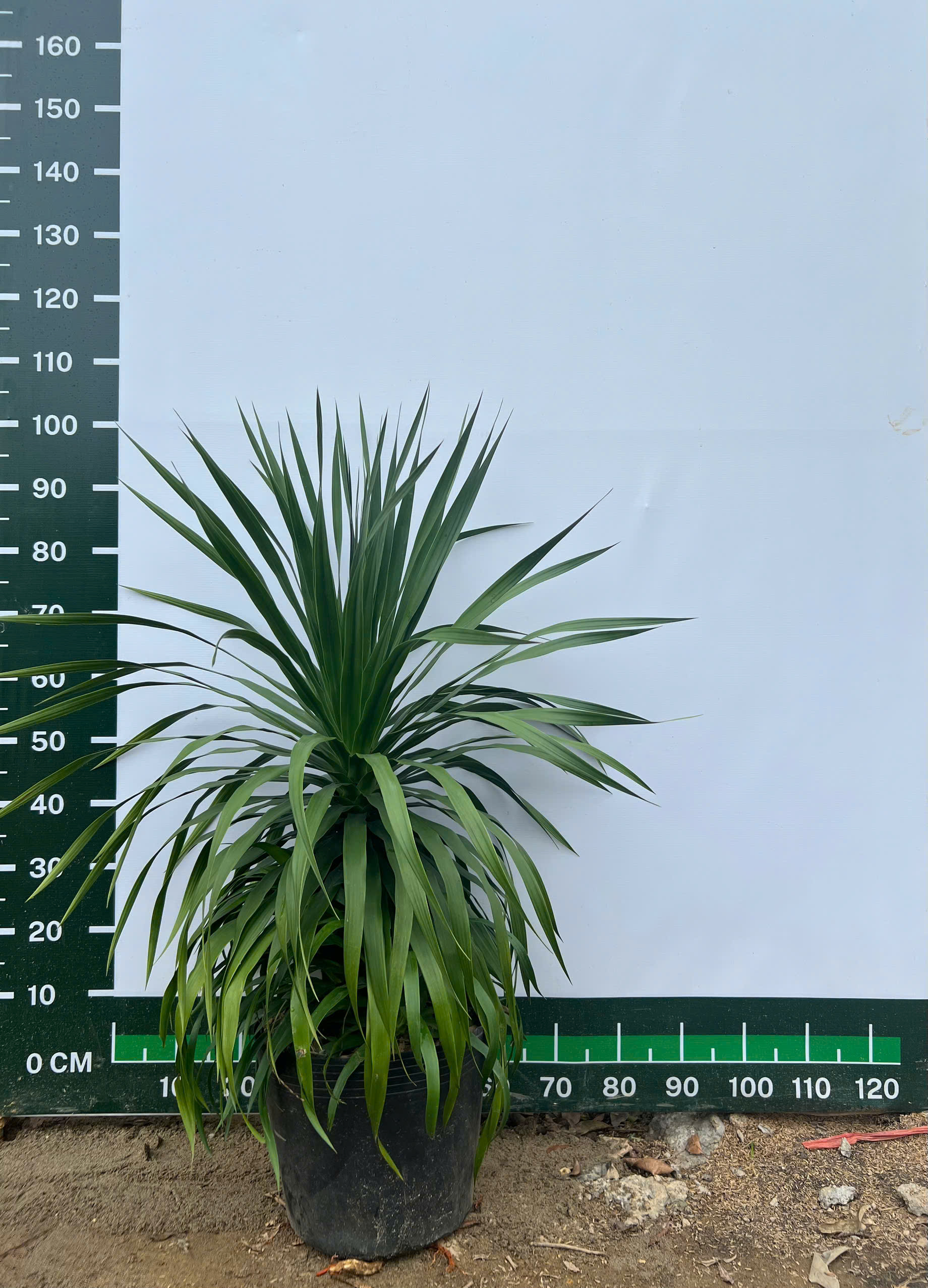 [THANH LÝ] Phát Tài cao 90-110cm PT216 CALATA